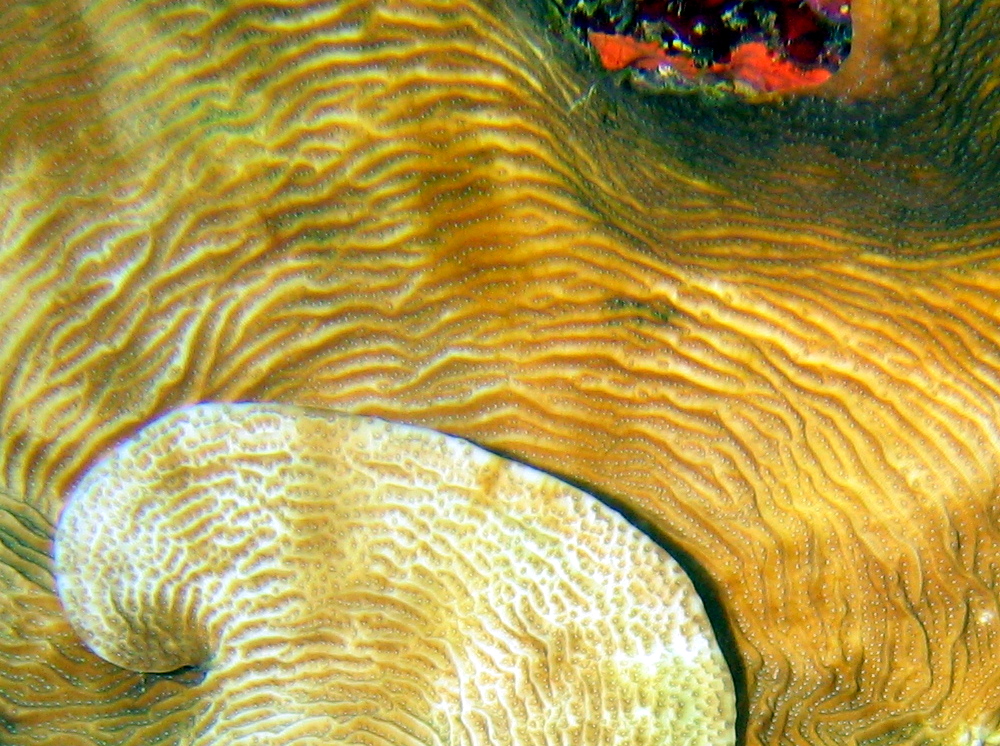Dimpled Sheet Coral - Agaricia grahamae