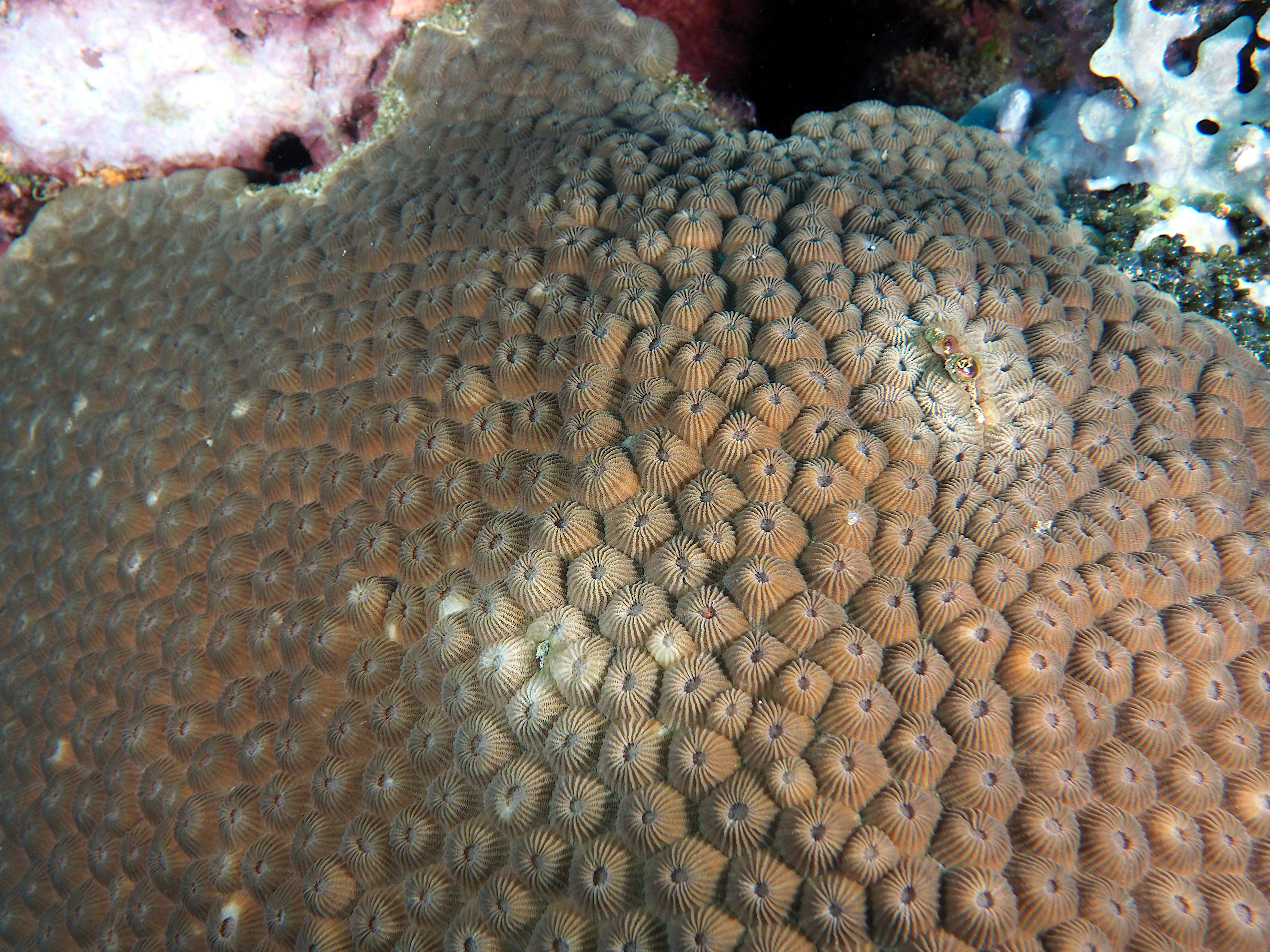 Diploastrea heliopora - Diploastrea heliopora