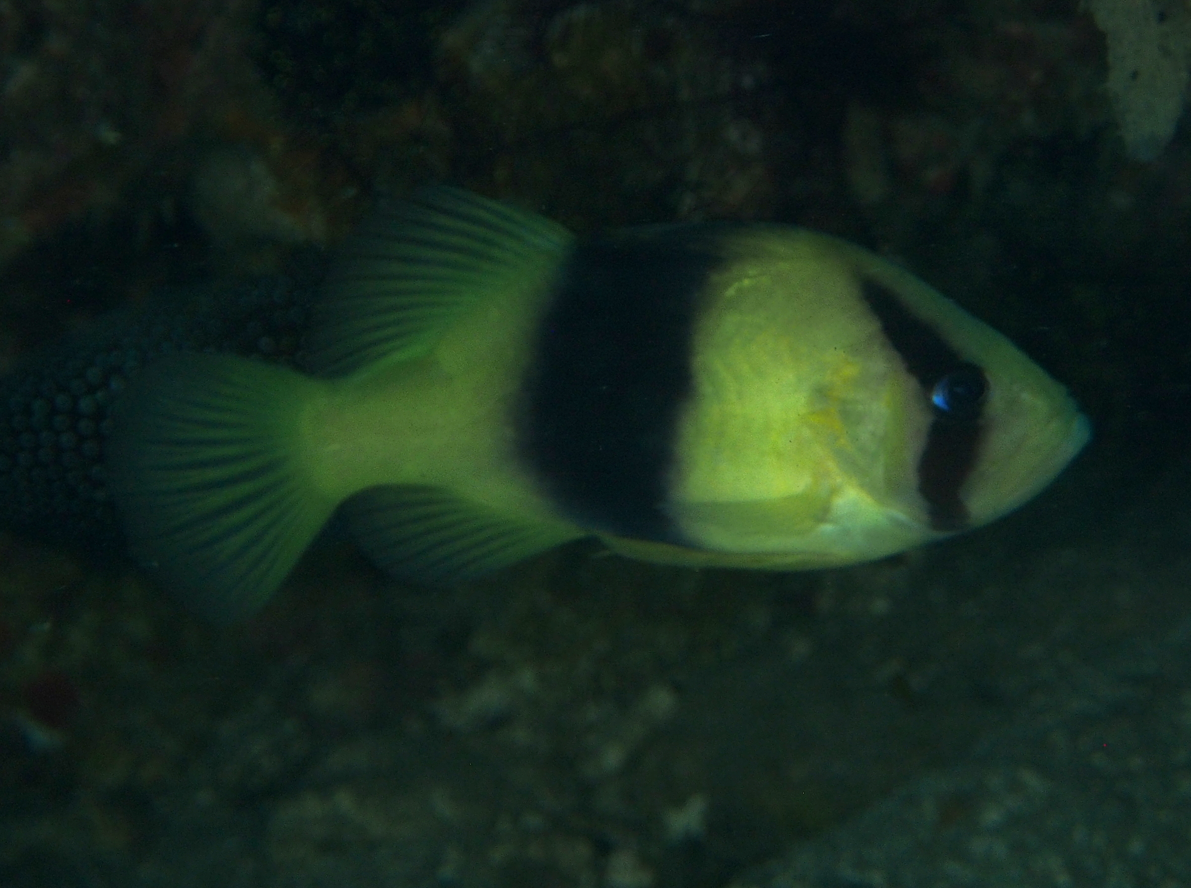 Doublebanded Soapfish - Diploprion bifasciatum - Anilao, Philippines