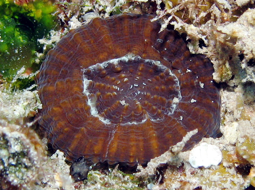 Artichoke/Solitary Disk Coral - Scolymia cubensis/wellsi