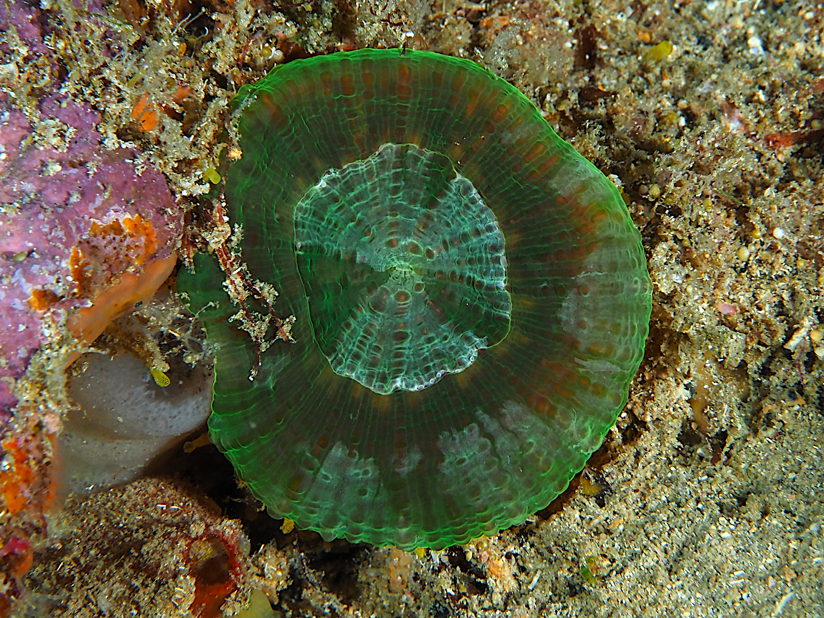 Artichoke Disk Coral - Scolymia cubensis