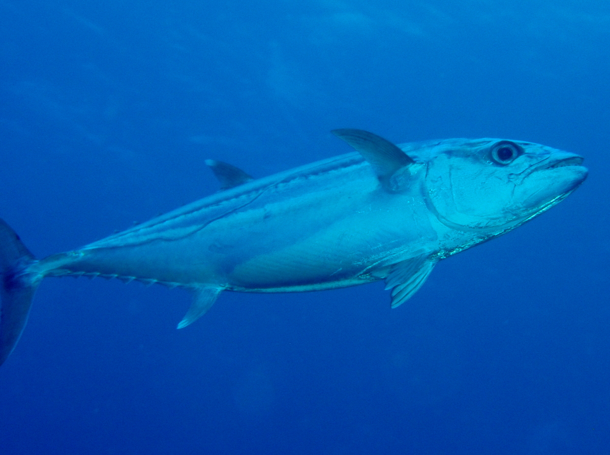 Dogtooth tuna - Gymnosarda unicolor