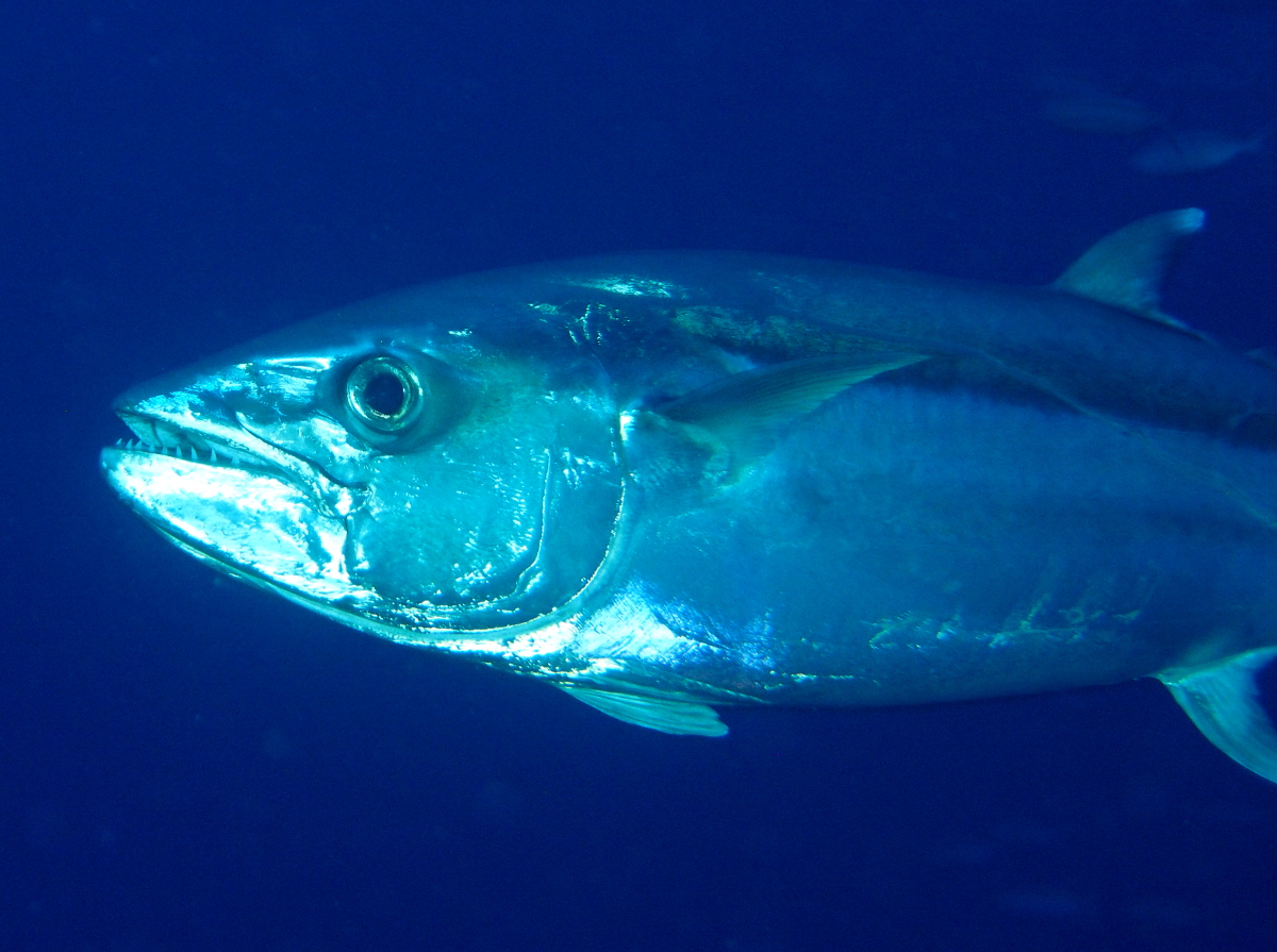 Dogtooth tuna - Gymnosarda unicolor