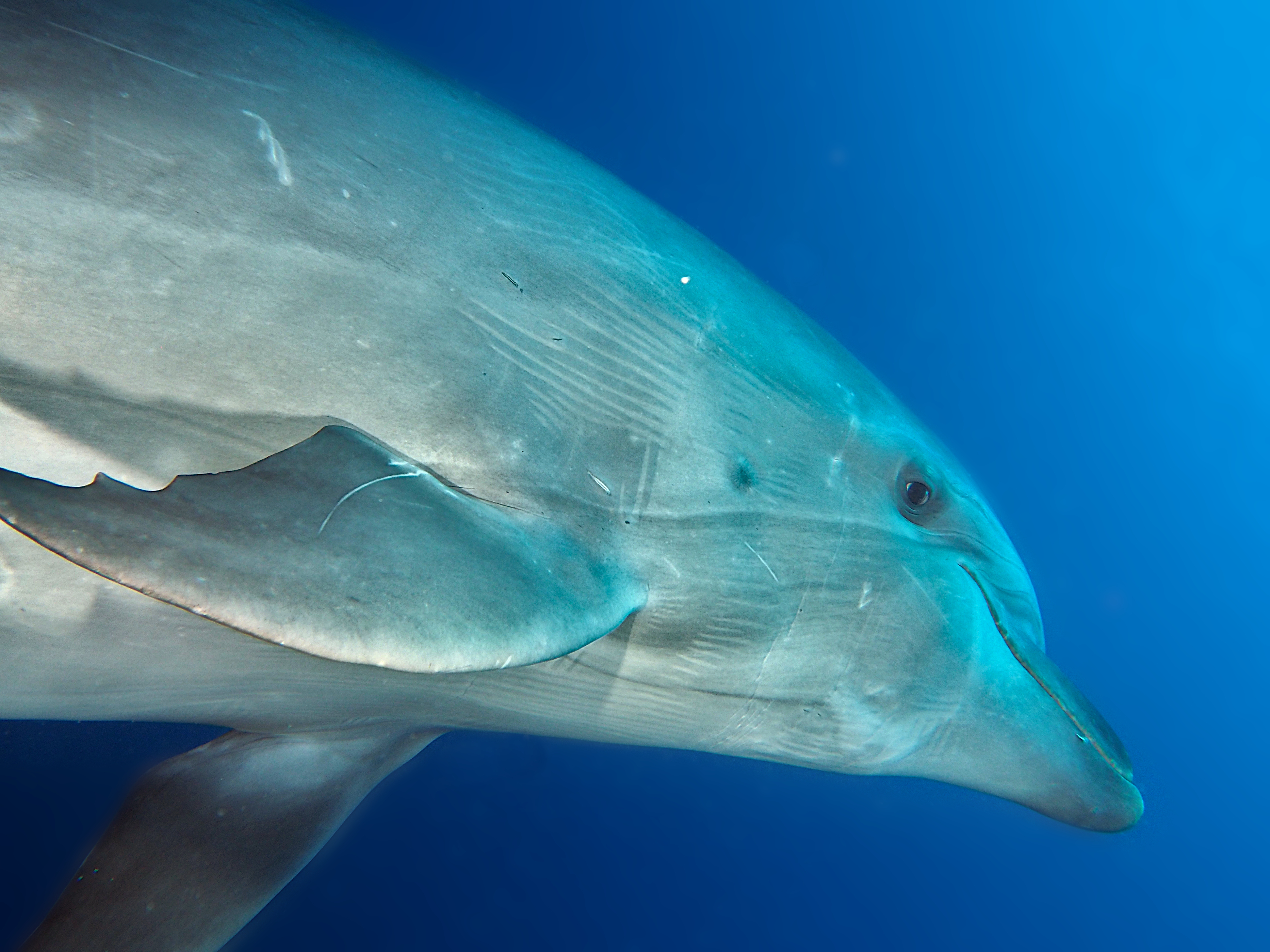 Bottlenose Dolphin - Tursiops truncatus