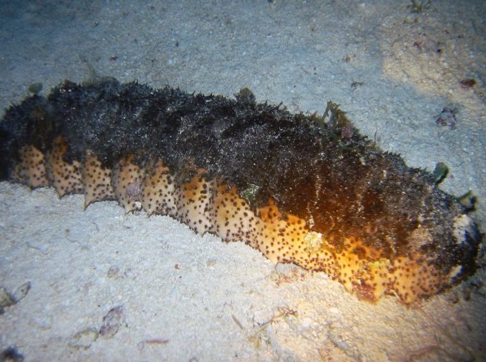 Donkey Dung Sea Cucumber - Holothuria mexicana