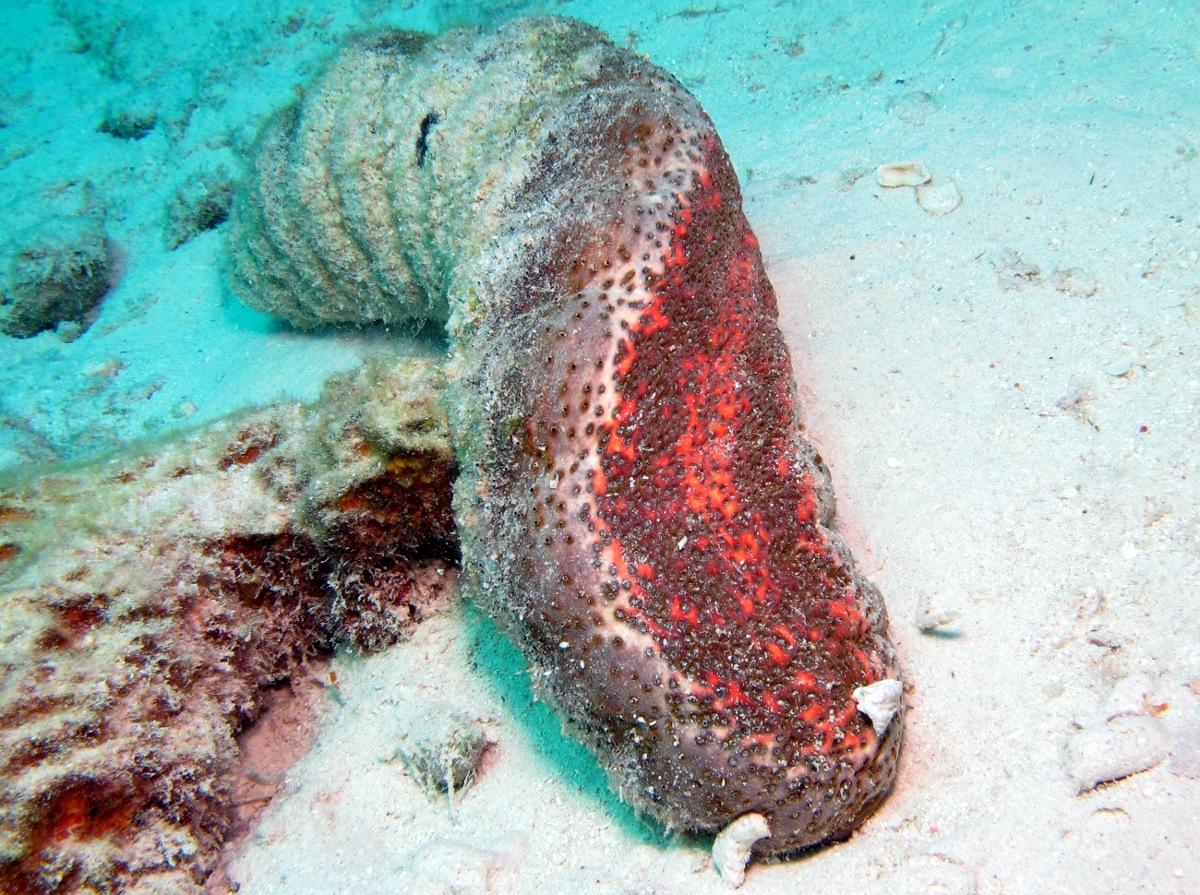 Donkey Dung Sea Cucumber - Holothuria mexicana