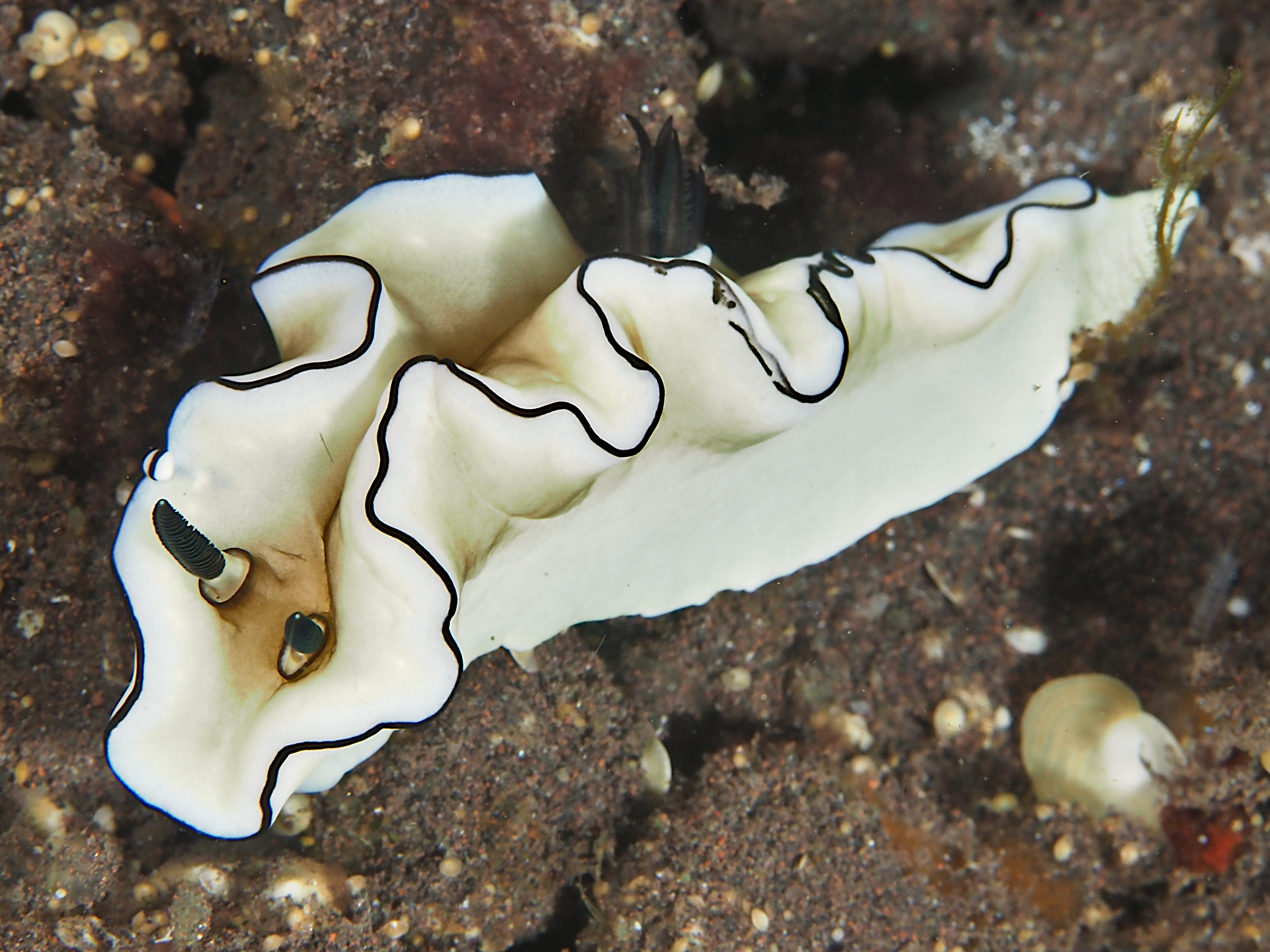 Dark Margin Glossodoris - Doriprismatica atromarginata