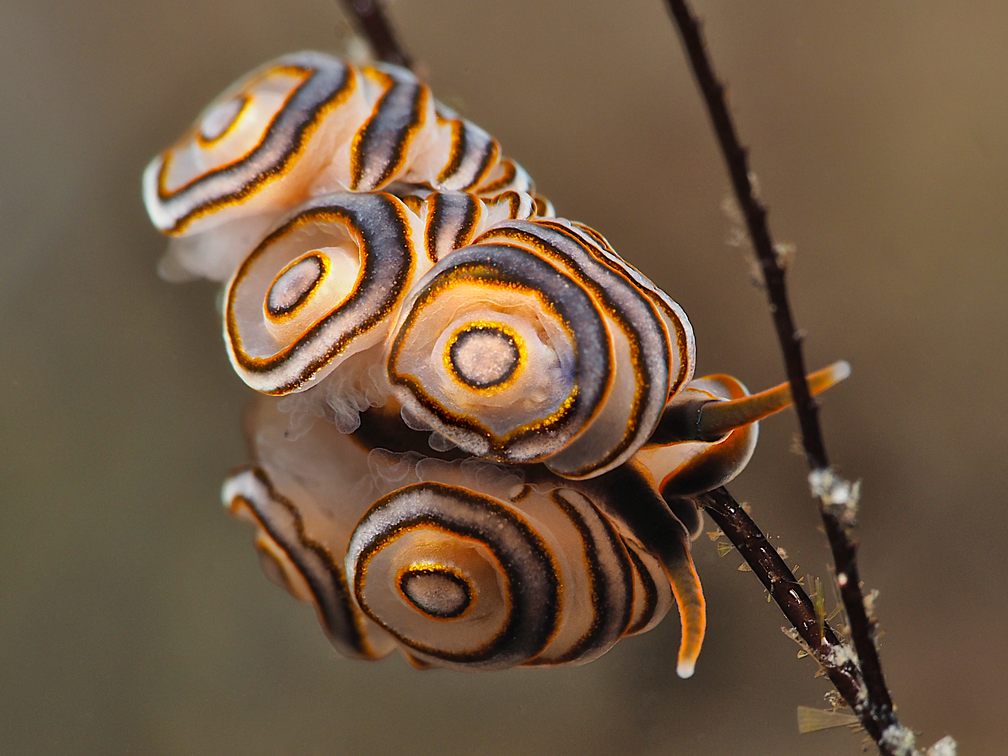 Donut Nudibranch - Doto greenamyeri