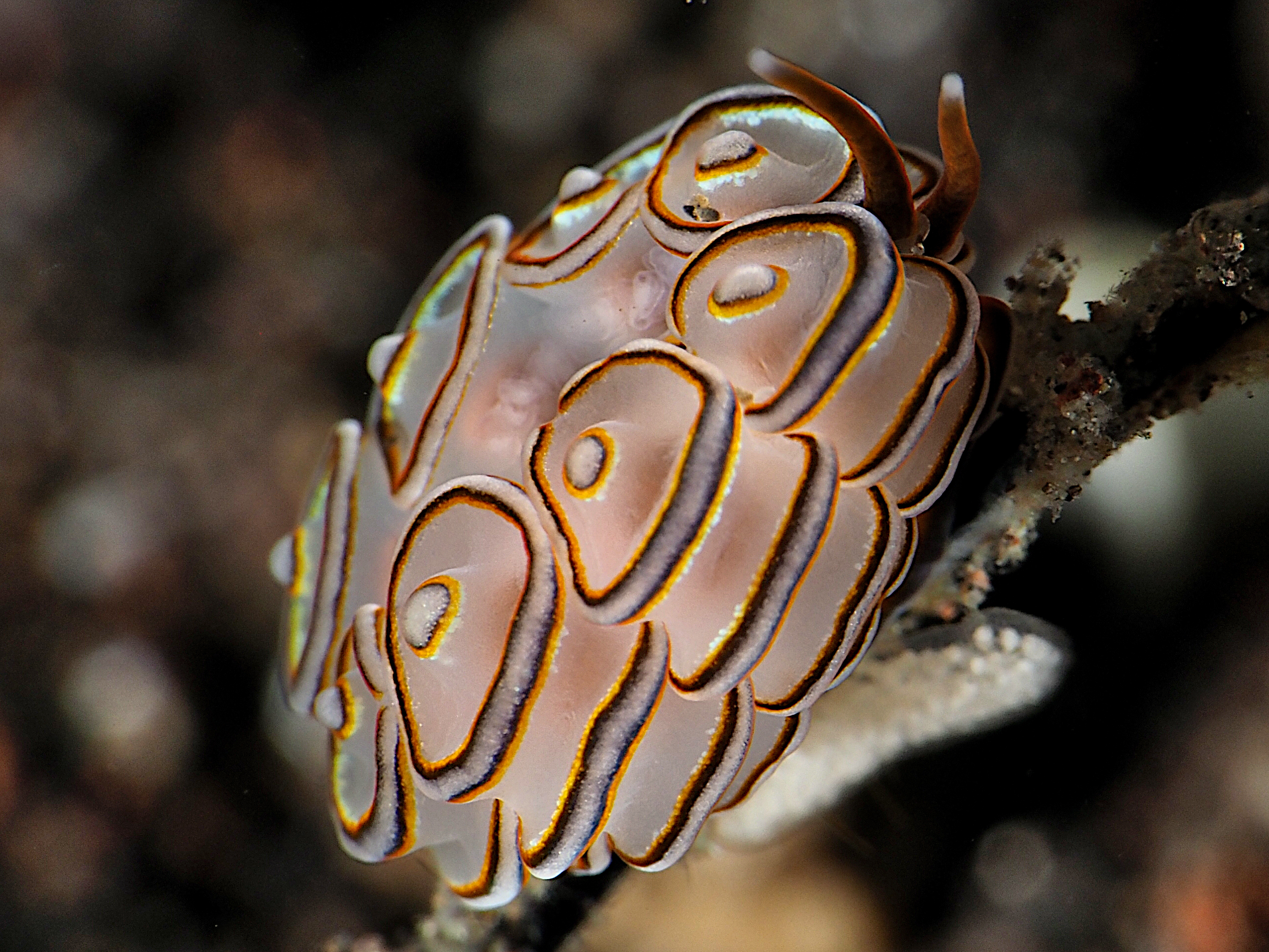 Donut Nudibranch - Doto greenamyeri