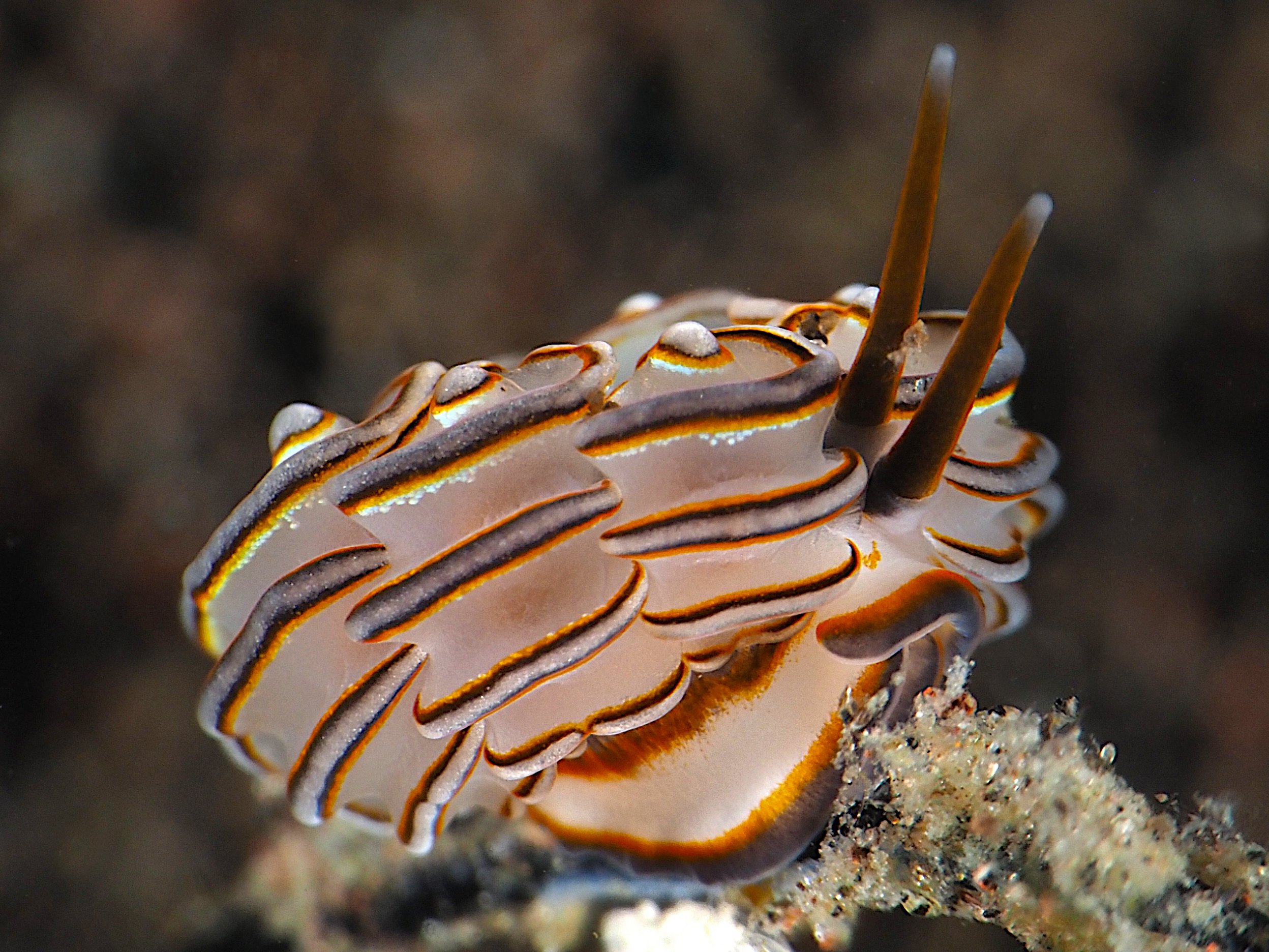 Donut Nudibranch - Doto greenamyeri