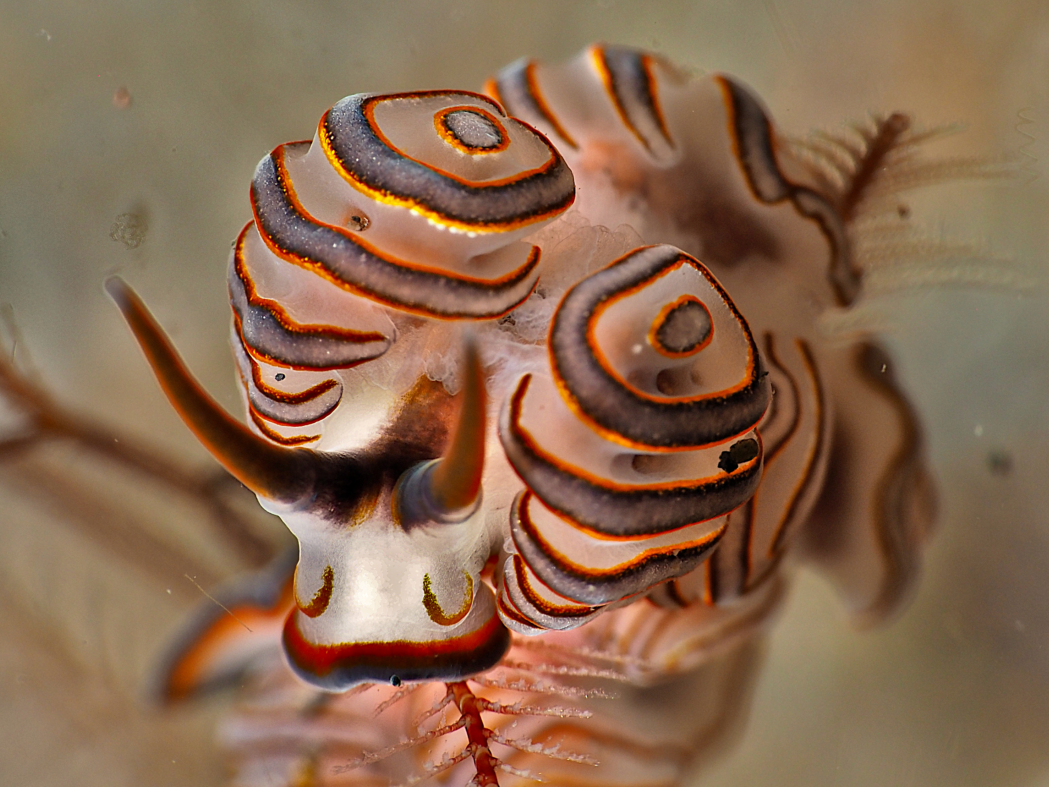 Donut Nudibranch - Doto greenamyeri