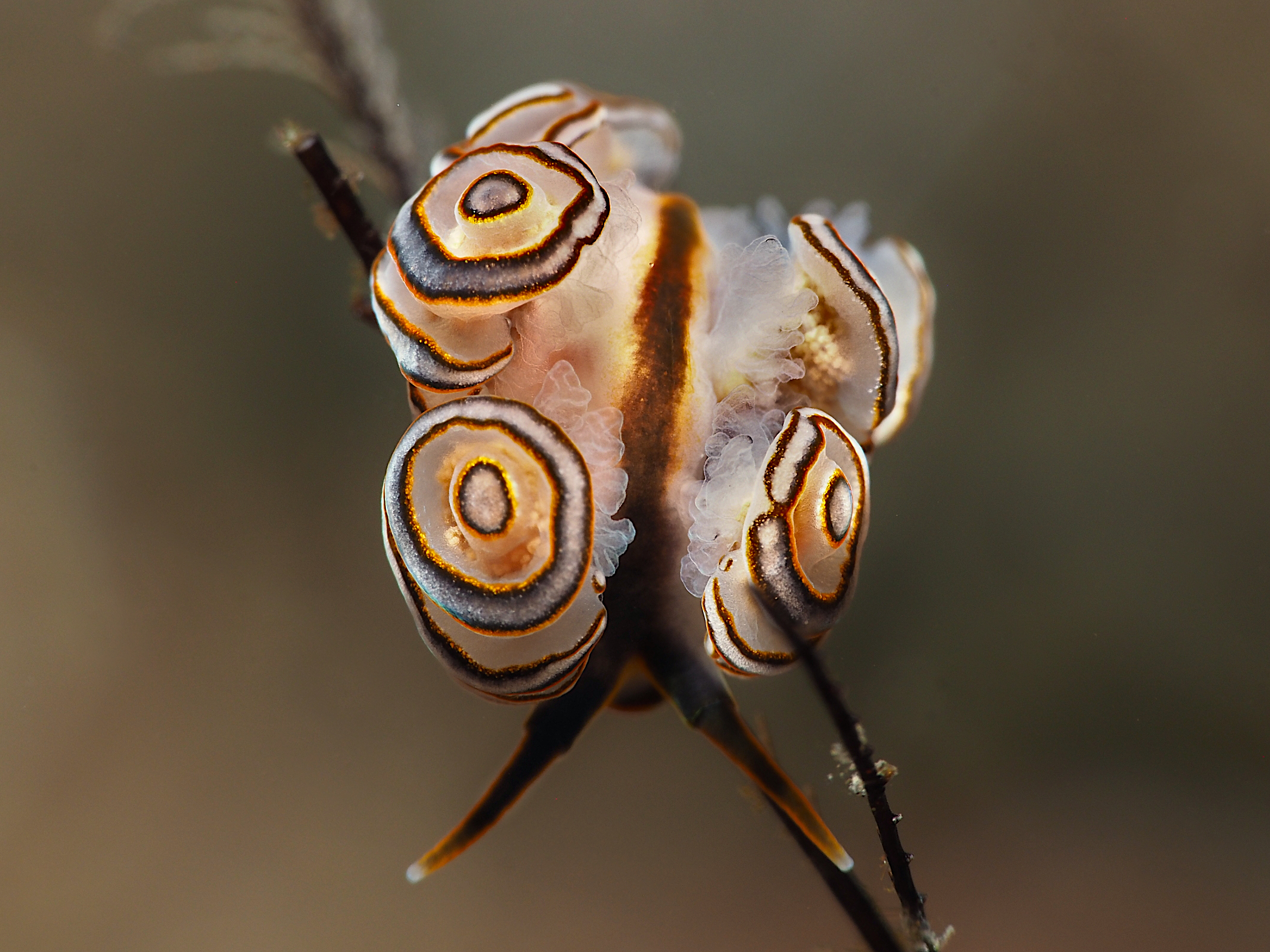 Donut Nudibranch - Doto greenamyeri