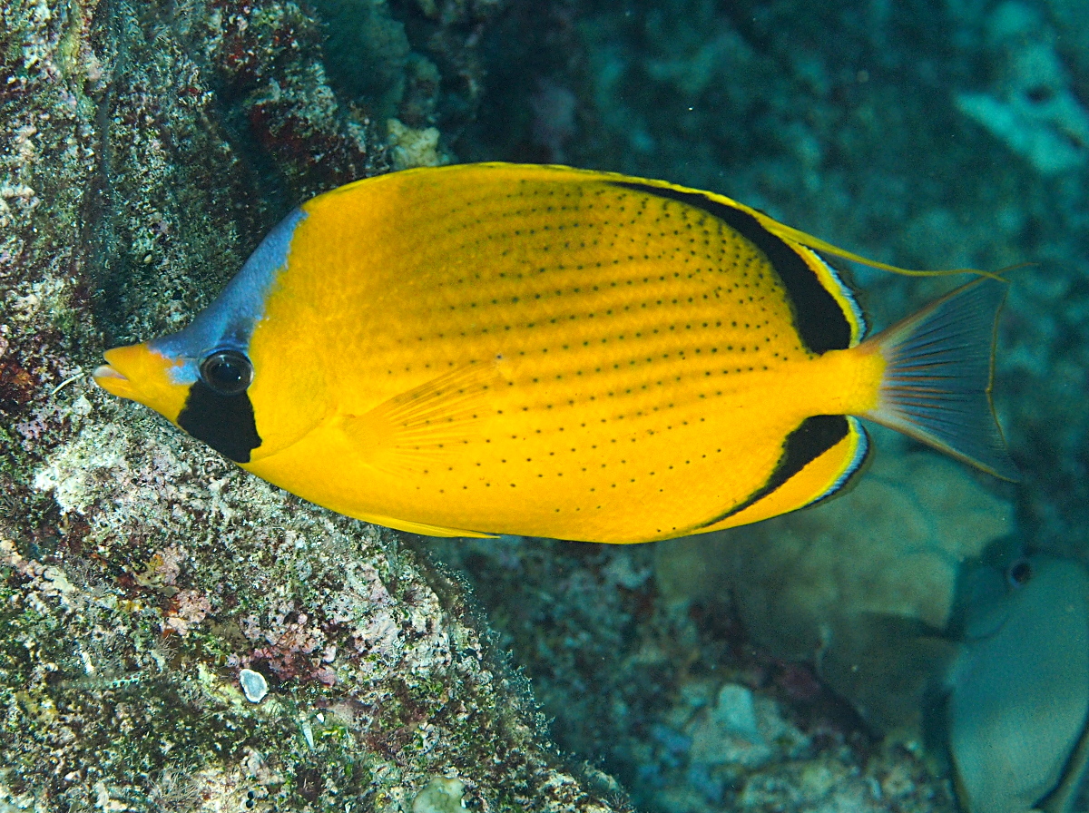 Dotted butterflyfish - Chaetodon semeion - Palau