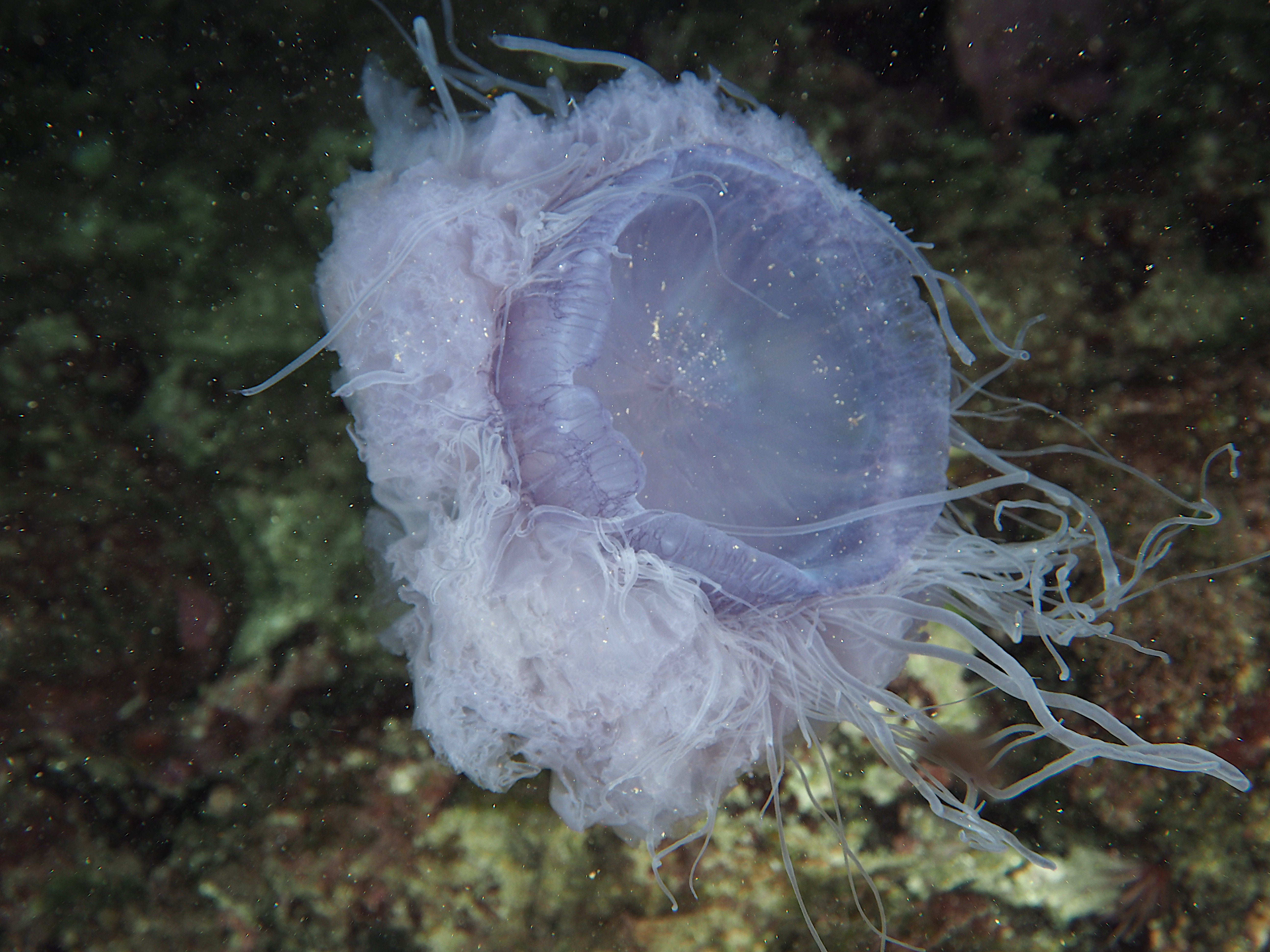 Pink Meanie - Drymonema larsoni - British Virgin Islands