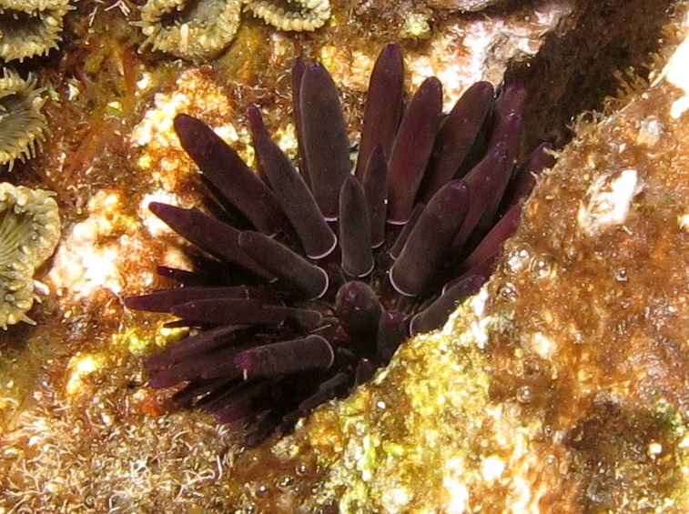 Oblong Sea Urchin - Echinometra oblonga