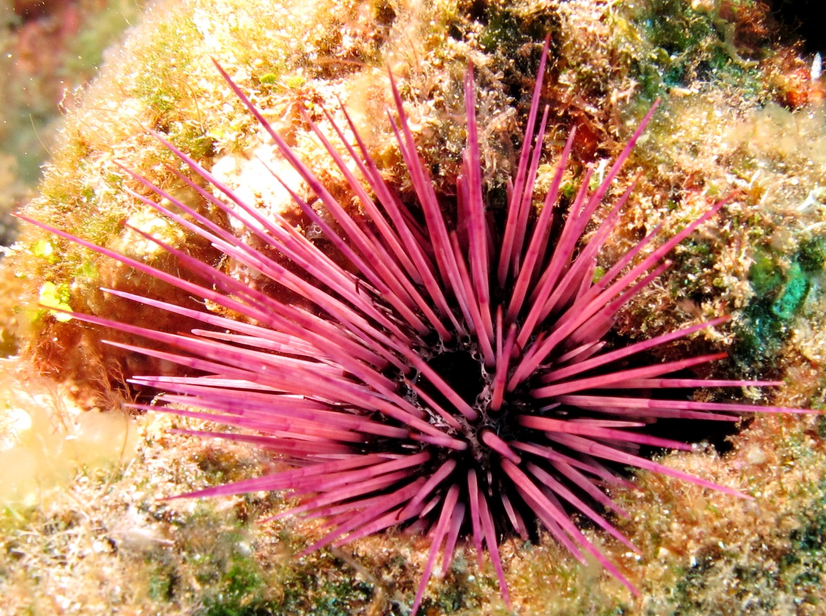 Needle-Spined Urchin - Echinostrephus aciculatus