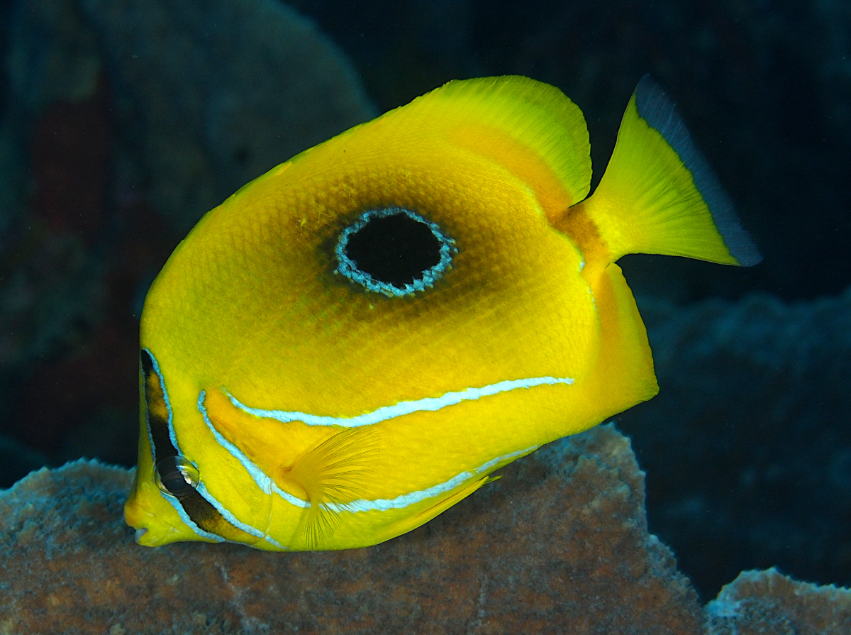 Eclipse Butterflyfish - Chaetodon bennetti