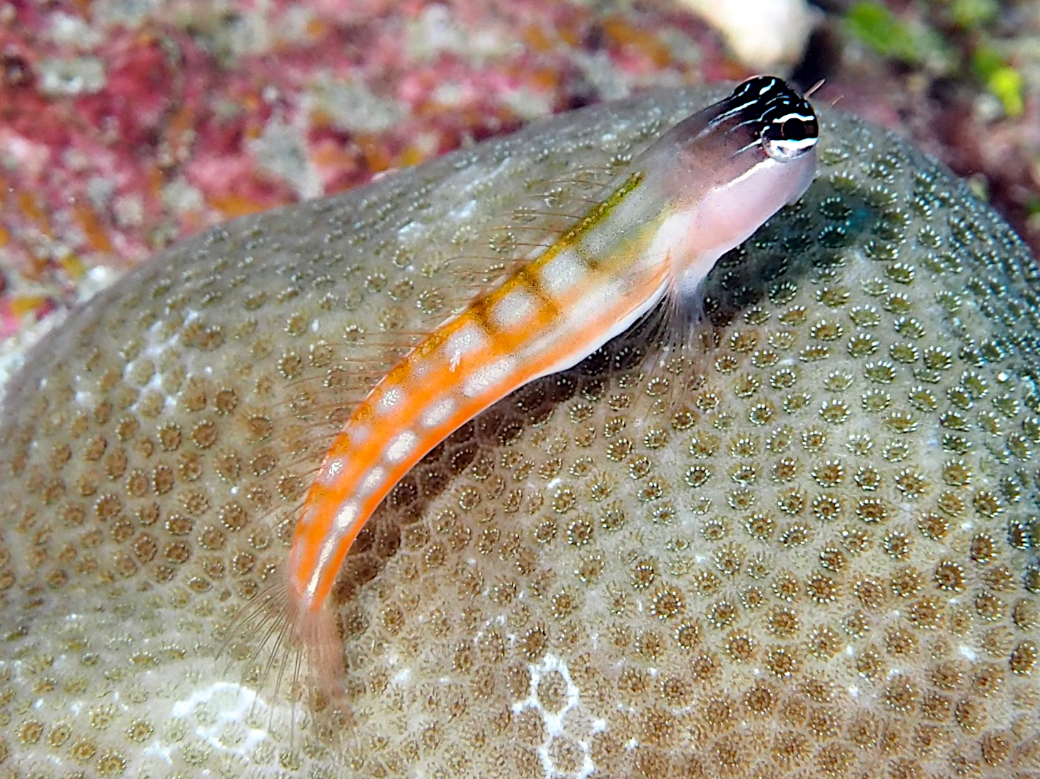 Bath's Blenny - Ecsenius bathi