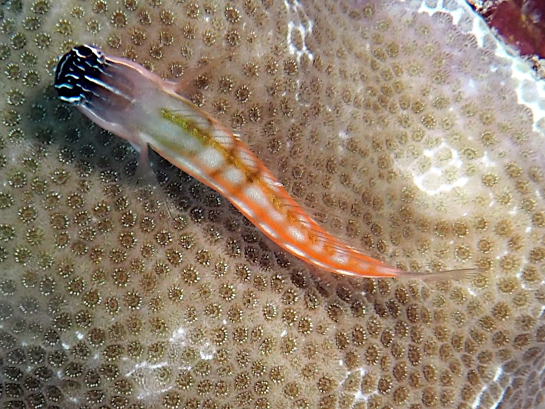 Bath's Blenny - Ecsenius bathi