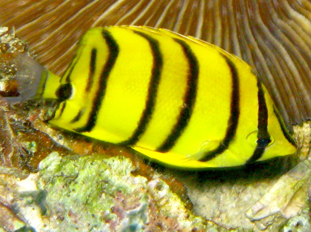 Eight-Banded Butterflyfish - Chaetodon octofasciatus