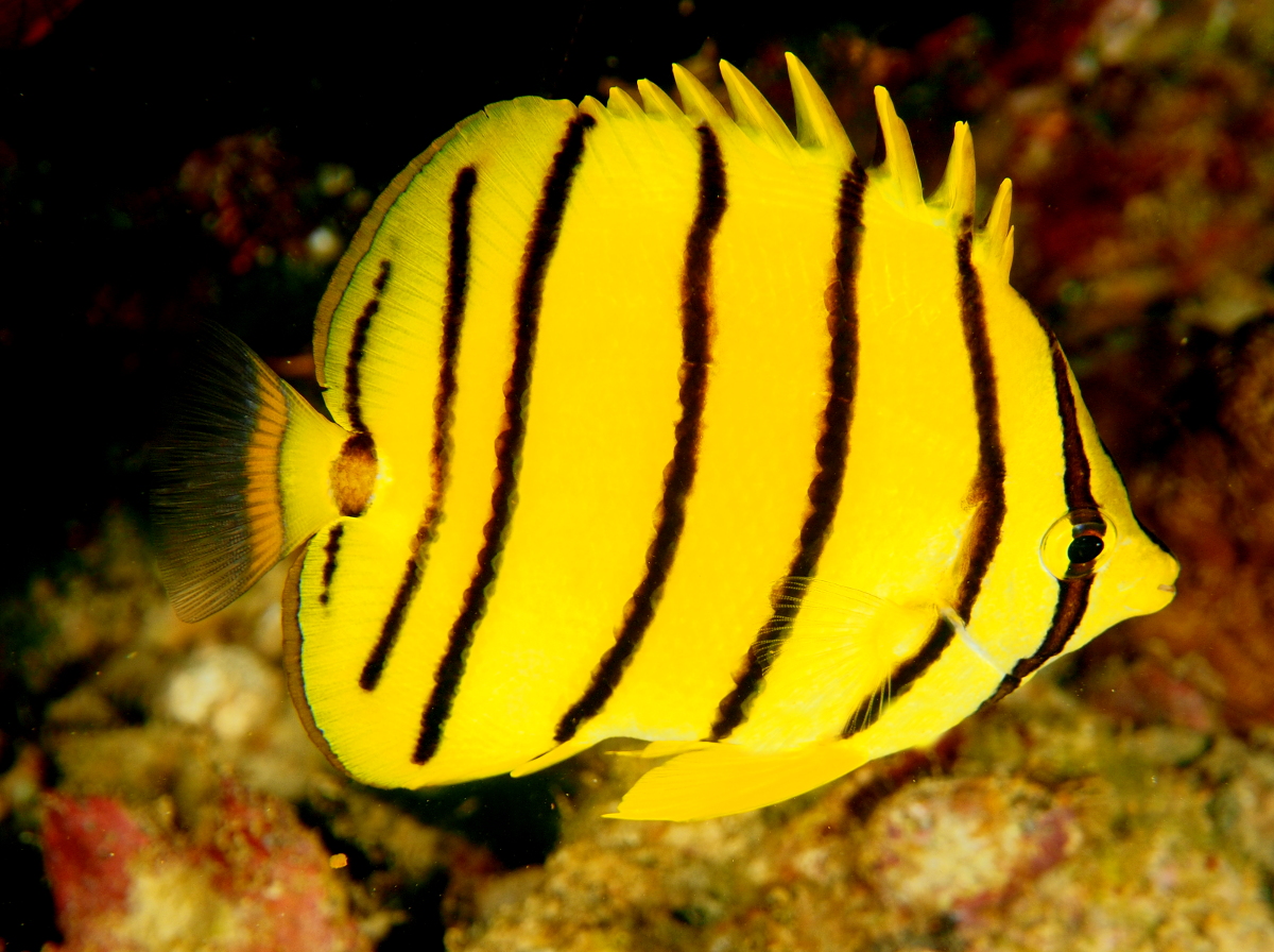 Eight-Banded Butterflyfish - Chaetodon octofasciatus