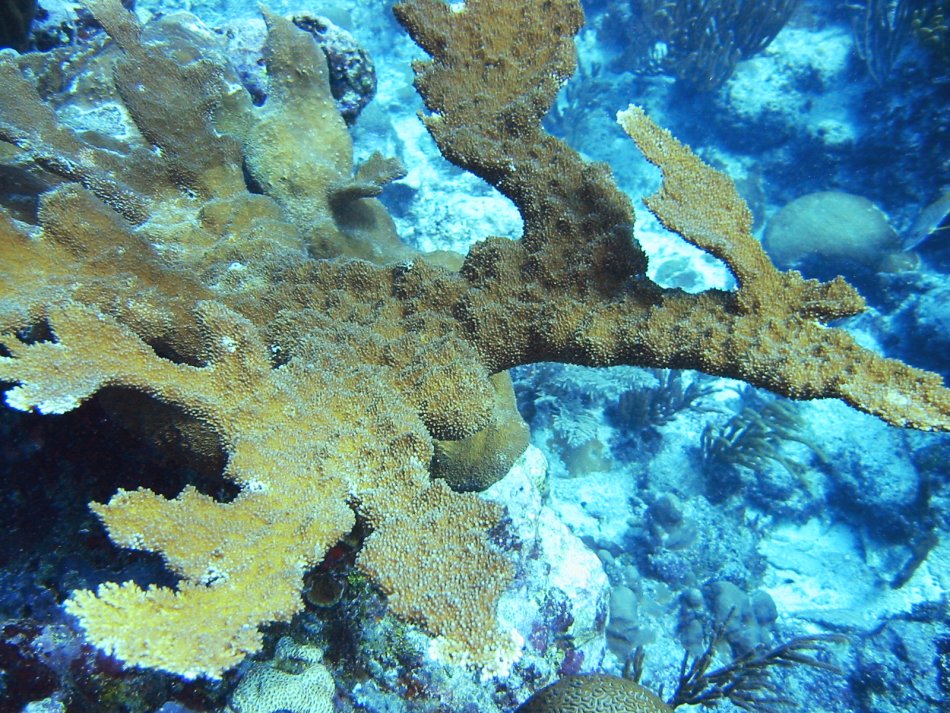 Elkhorn Coral - Acropora palmata
