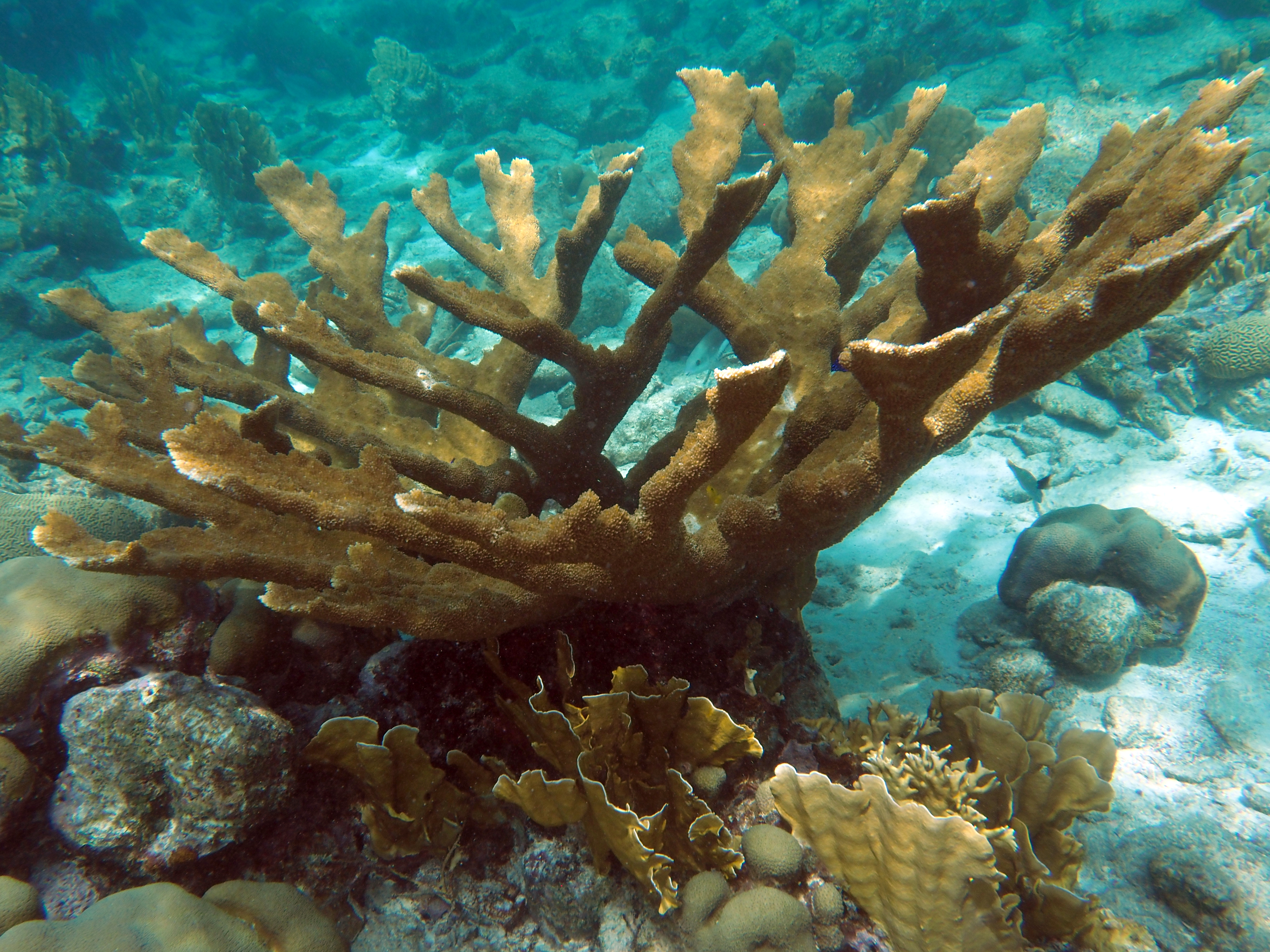 Coral Elkhorn Acropora Palmata Considerado Dos Corais Construção Recifes  Mais fotos, imagens de © johnanderson #201443658