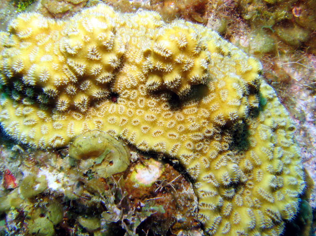 Elliptical Star Coral - Dichocoenia stokesi