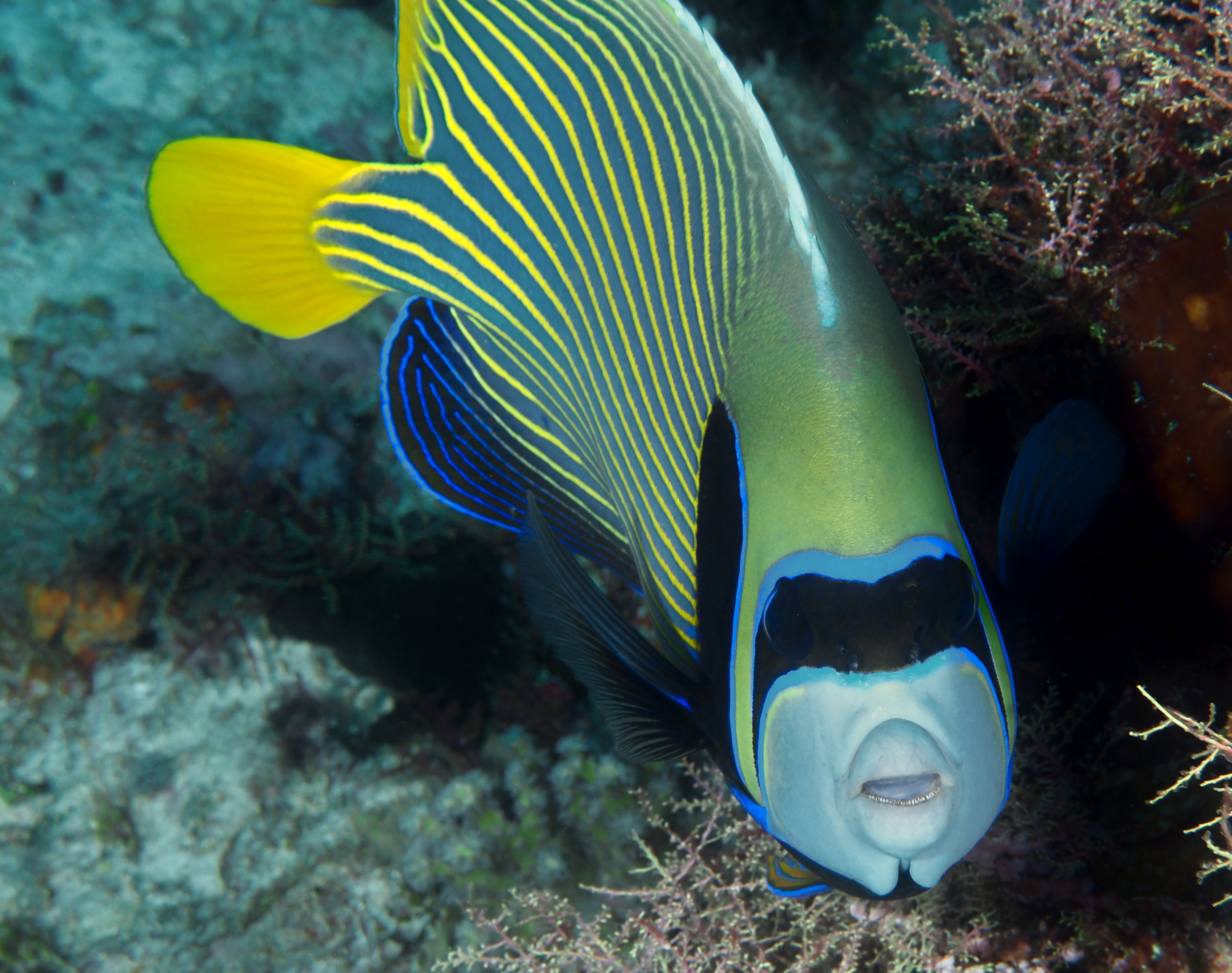 Emperor Angelfish - Pomacanthus imperator