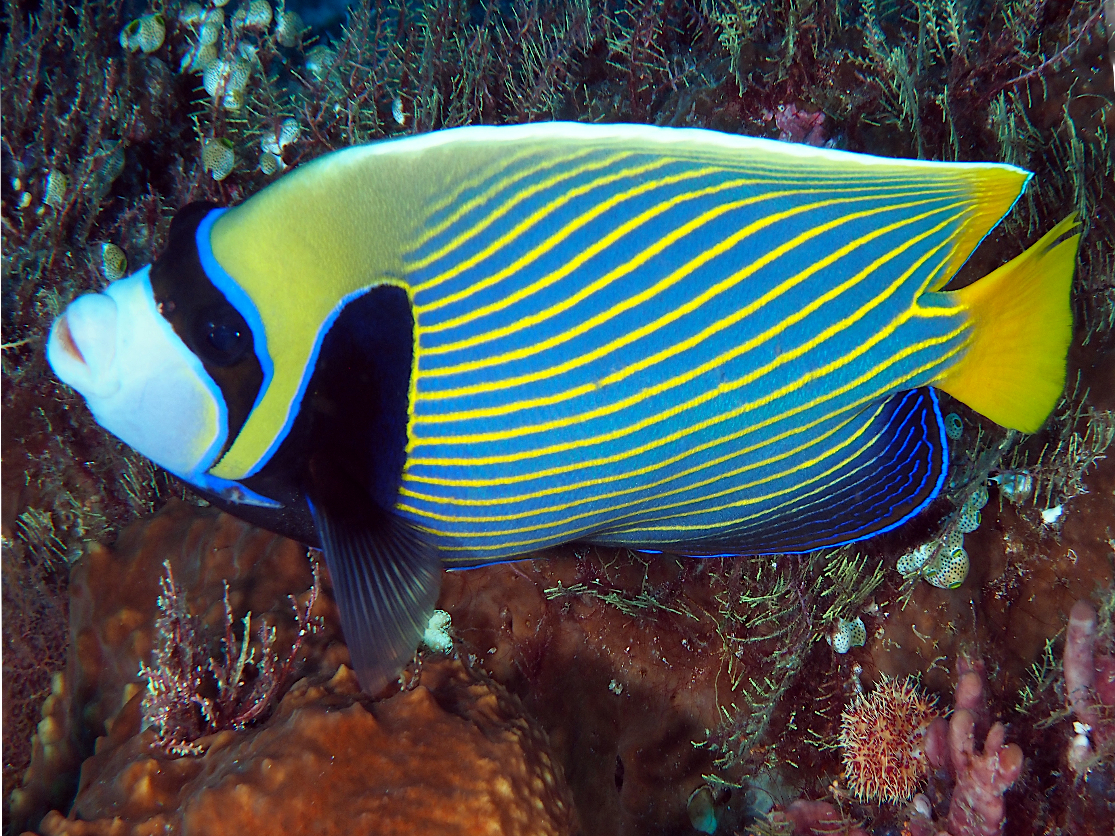 Emperor Angelfish - Pomacanthus imperator