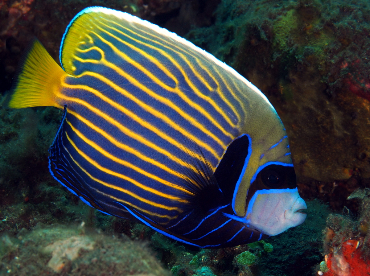 Emperor Angelfish - Pomacanthus imperator