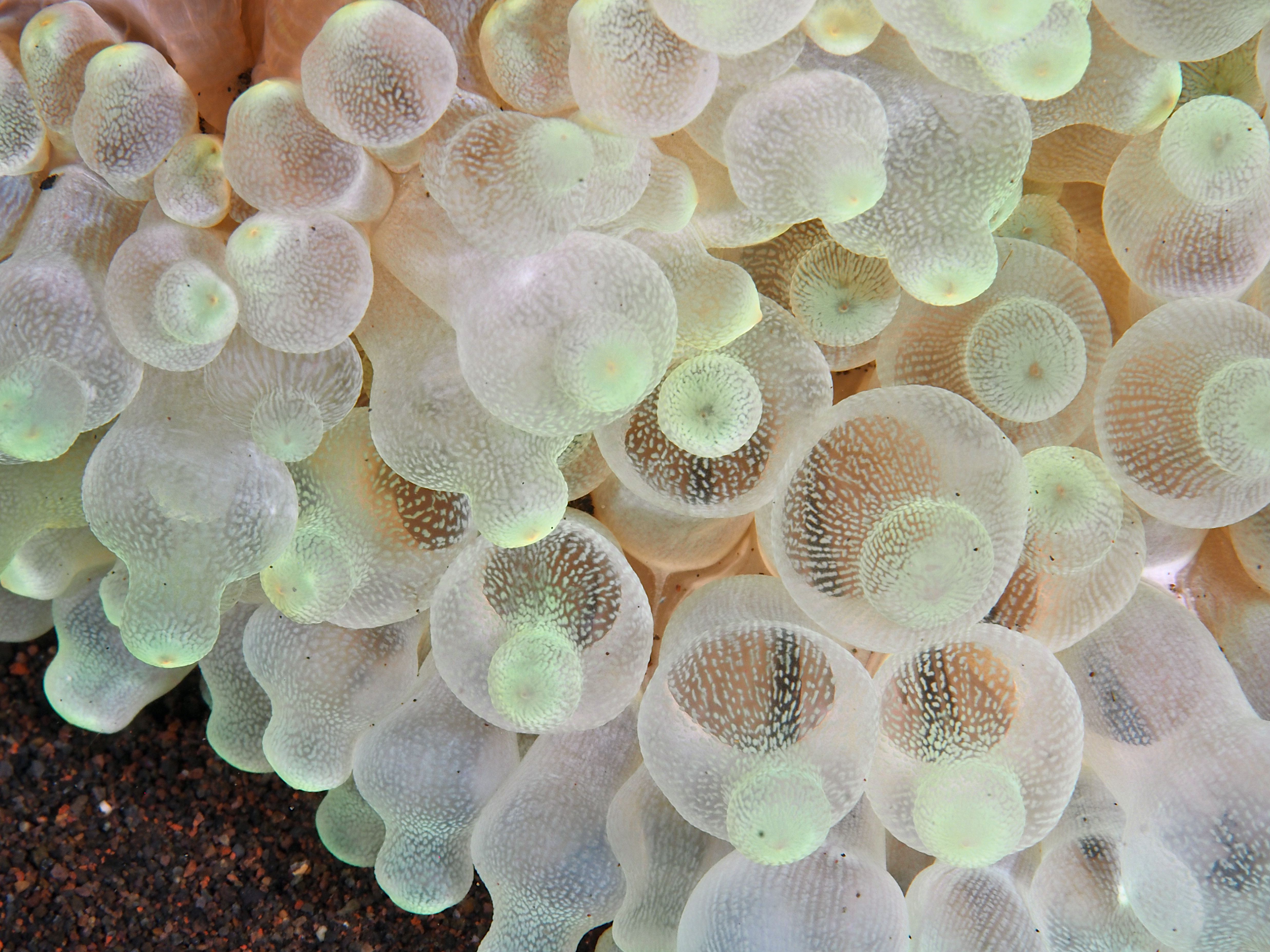 Bulb-Tentacle Sea Anemone - Entacmaea quadricolor