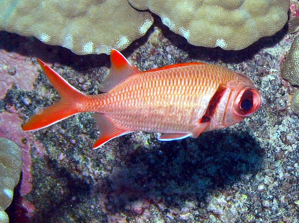 Epaulette Soldierfish - Myripristis kuntee