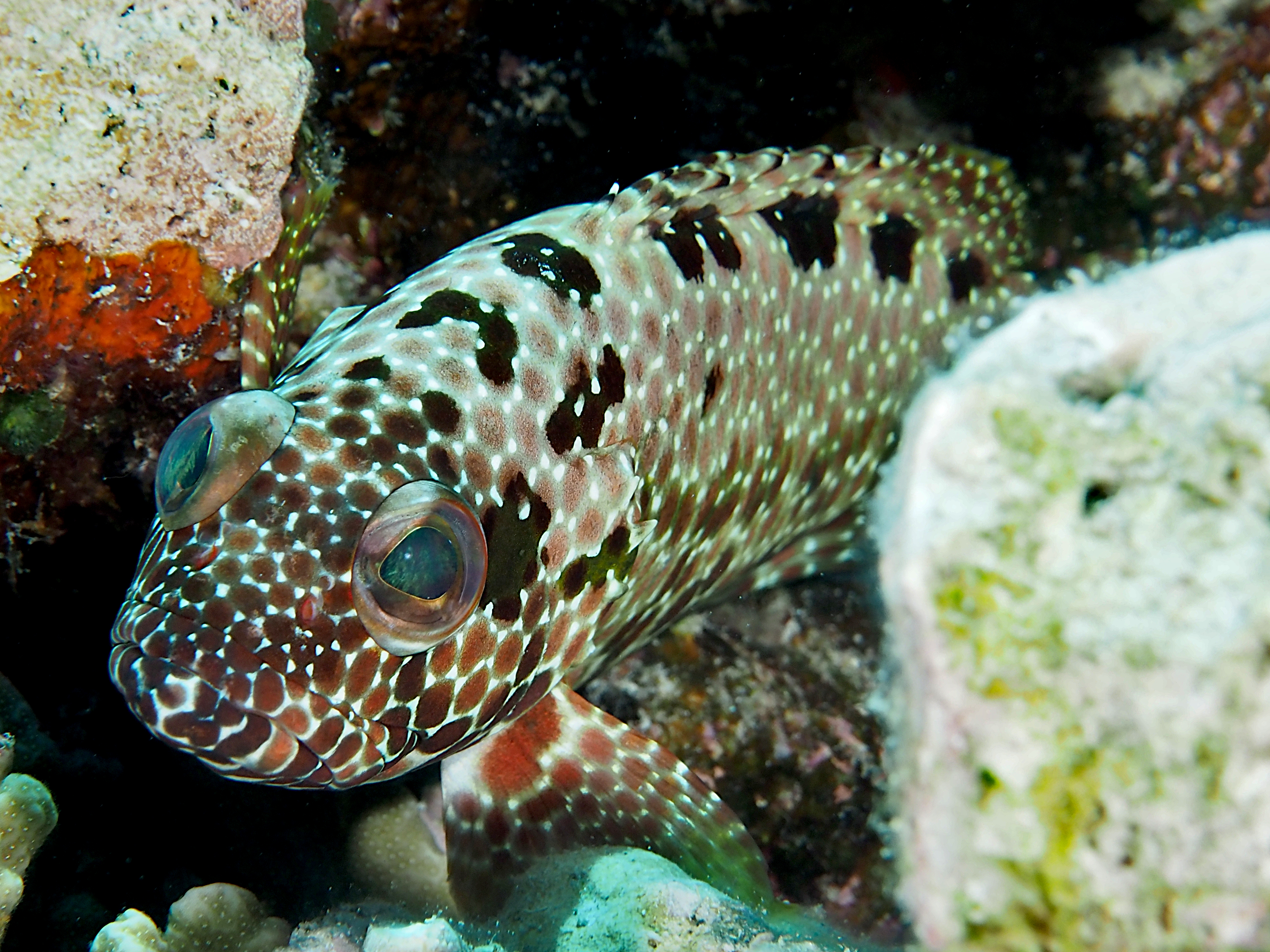 Hexagon Grouper - Epinephelus hexagonatus - Great Barrier Reef, Australia