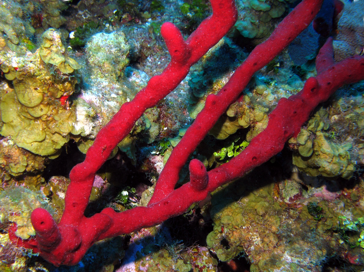 Erect Rope Sponge - Amphimedon compressa
