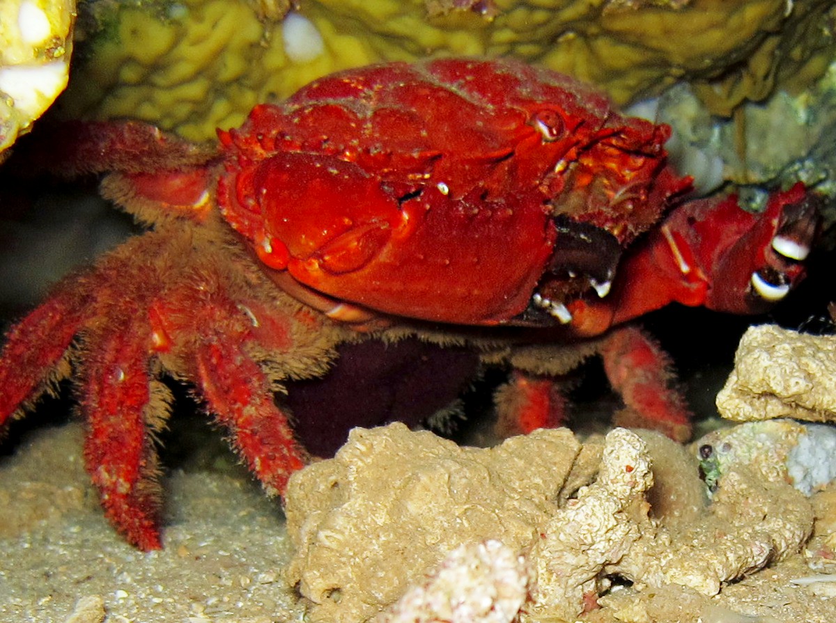 Splendid Pebble Crab - Etisus splendidus