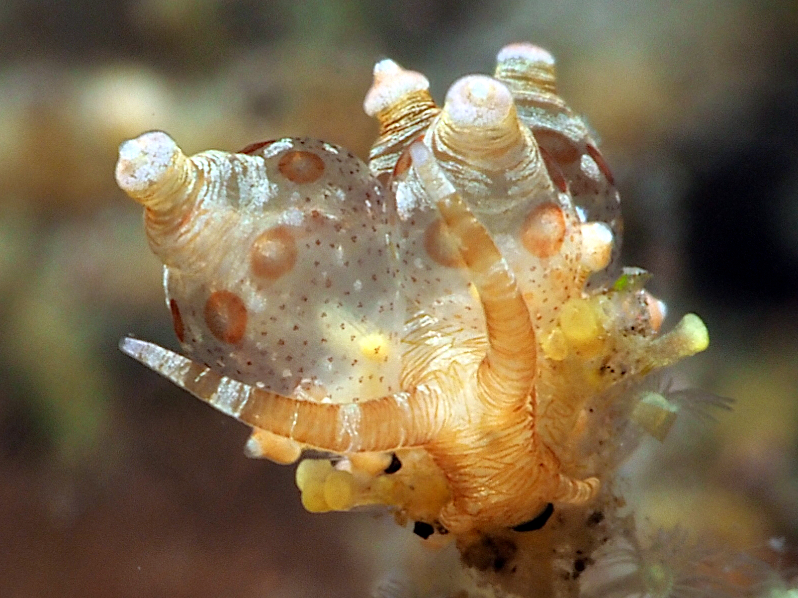 Ocellated Eubranchus - Eubranchus ocellatus