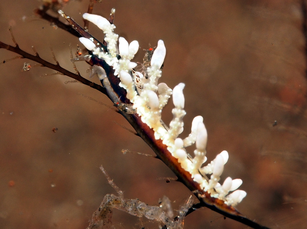 Eubranchus sp. 2 - Eubranchus sp. 2