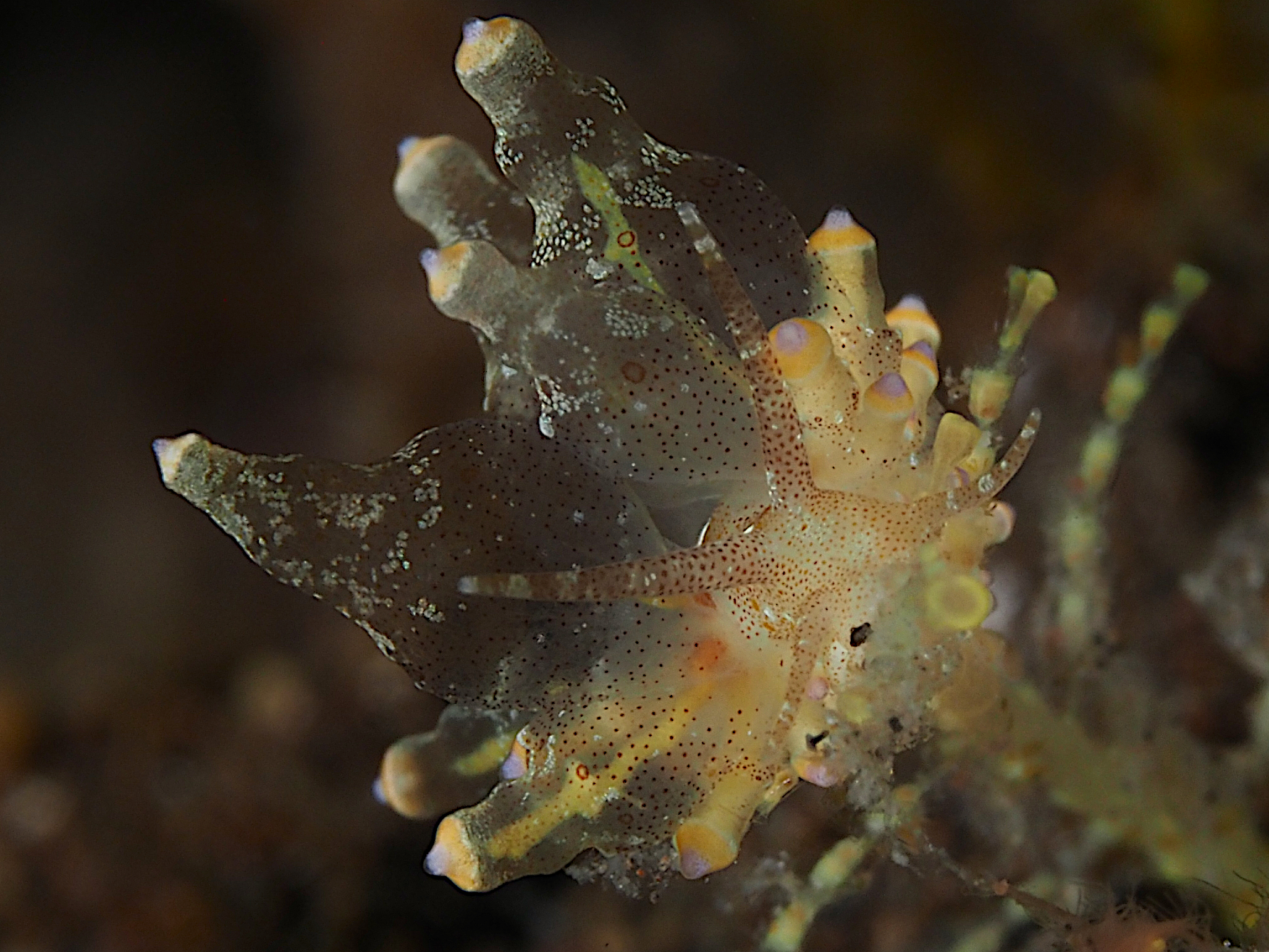 Red-Speckled Eubranchus - Eubranchus sp. 3