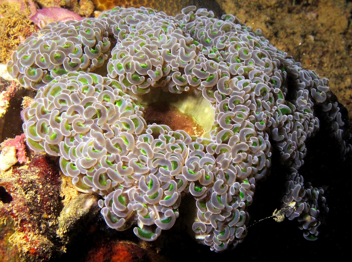 Anchor Coral - Fimbriaphyllia ancora