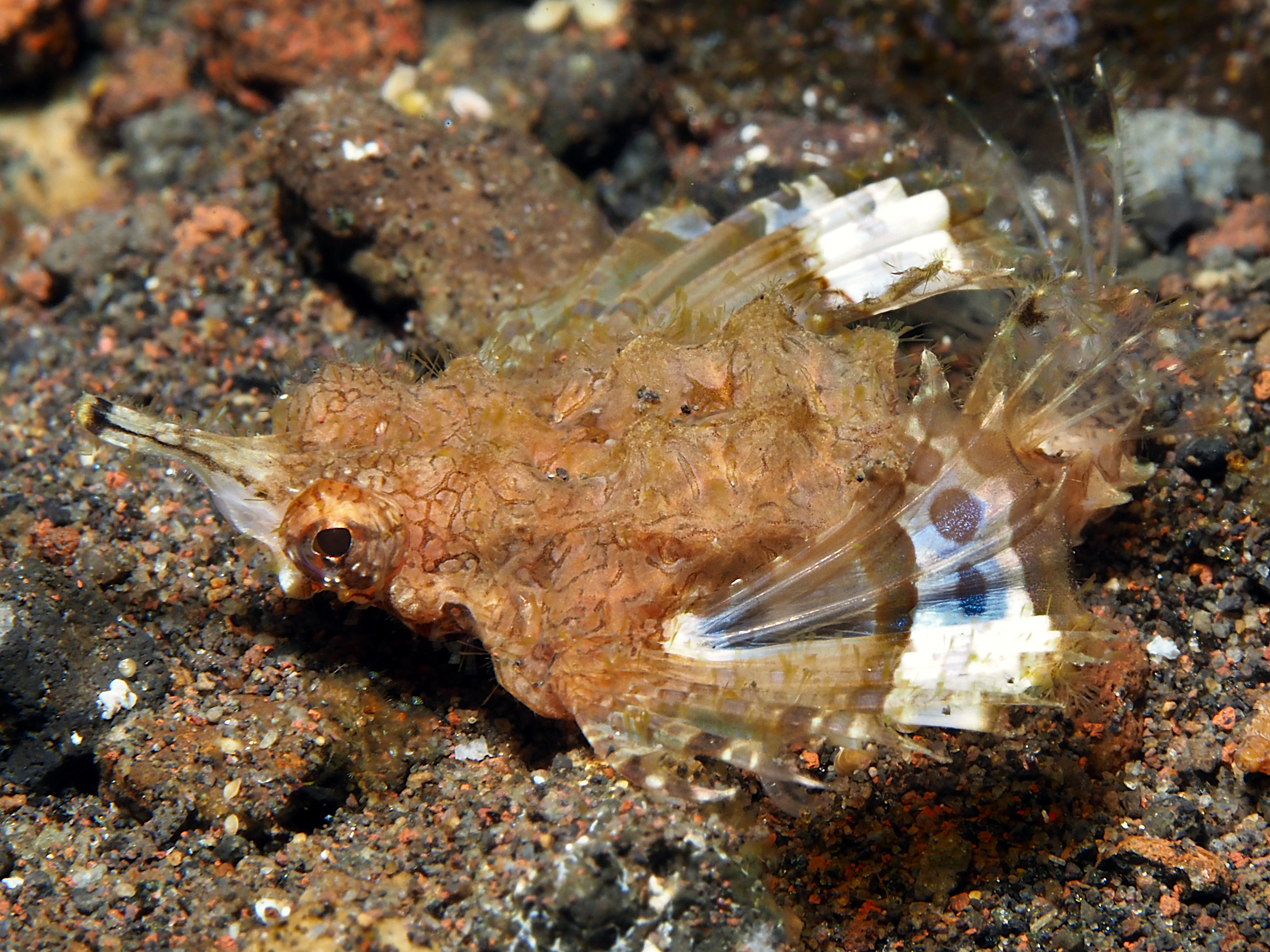 Dragon Sea Moth - Eurypegasus draconis