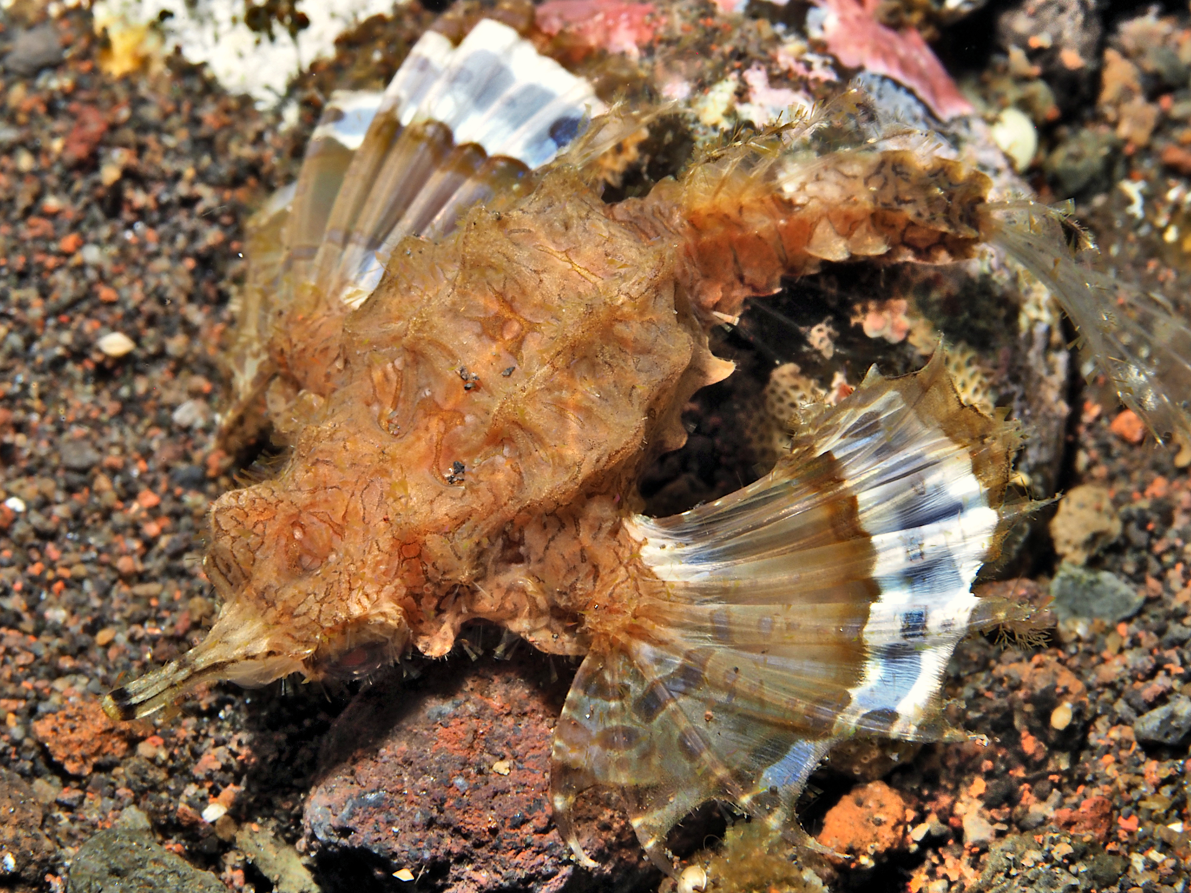 Dragon Sea Moth - Eurypegasus draconis