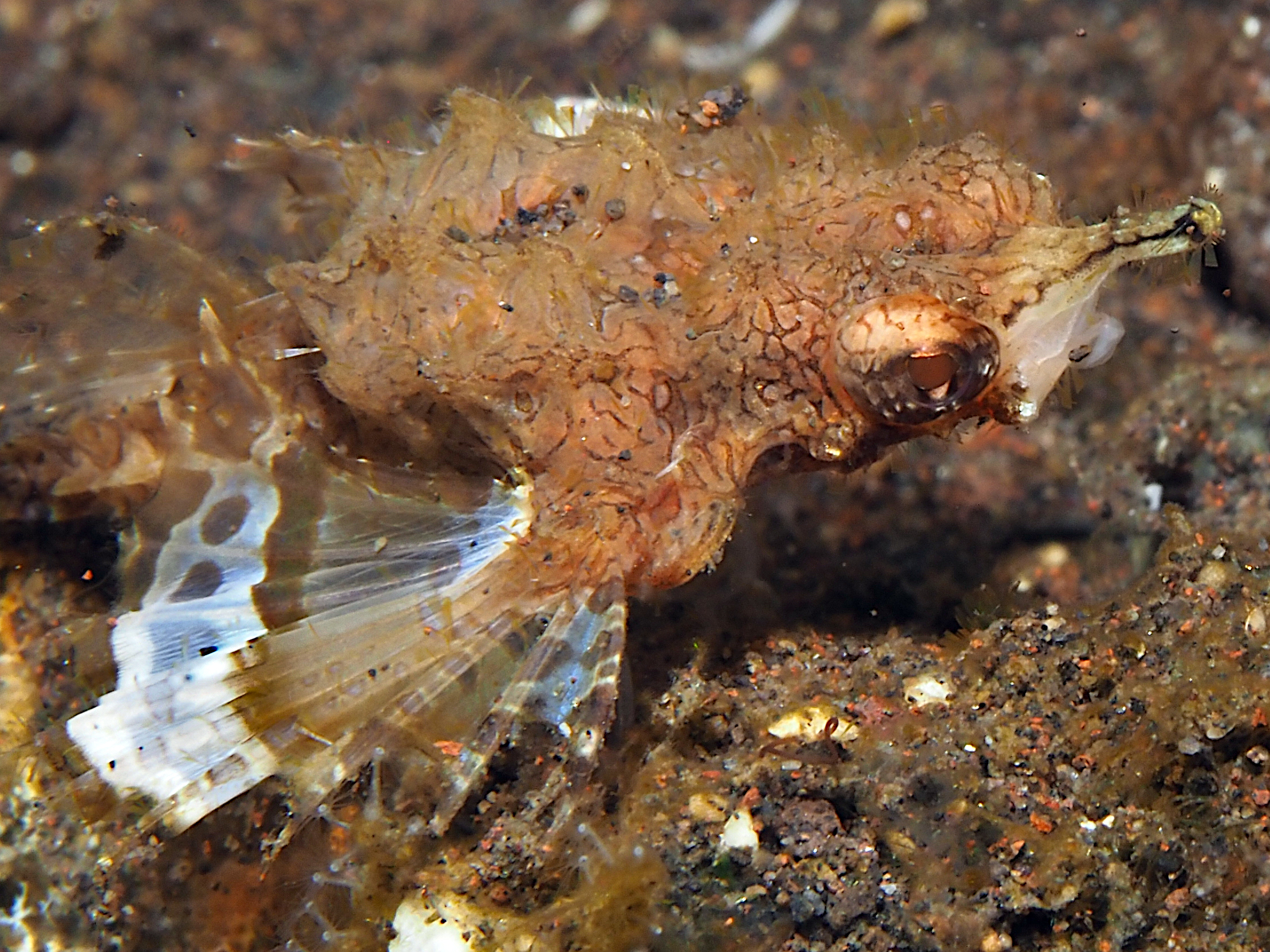 Dragon Sea Moth - Eurypegasus draconis