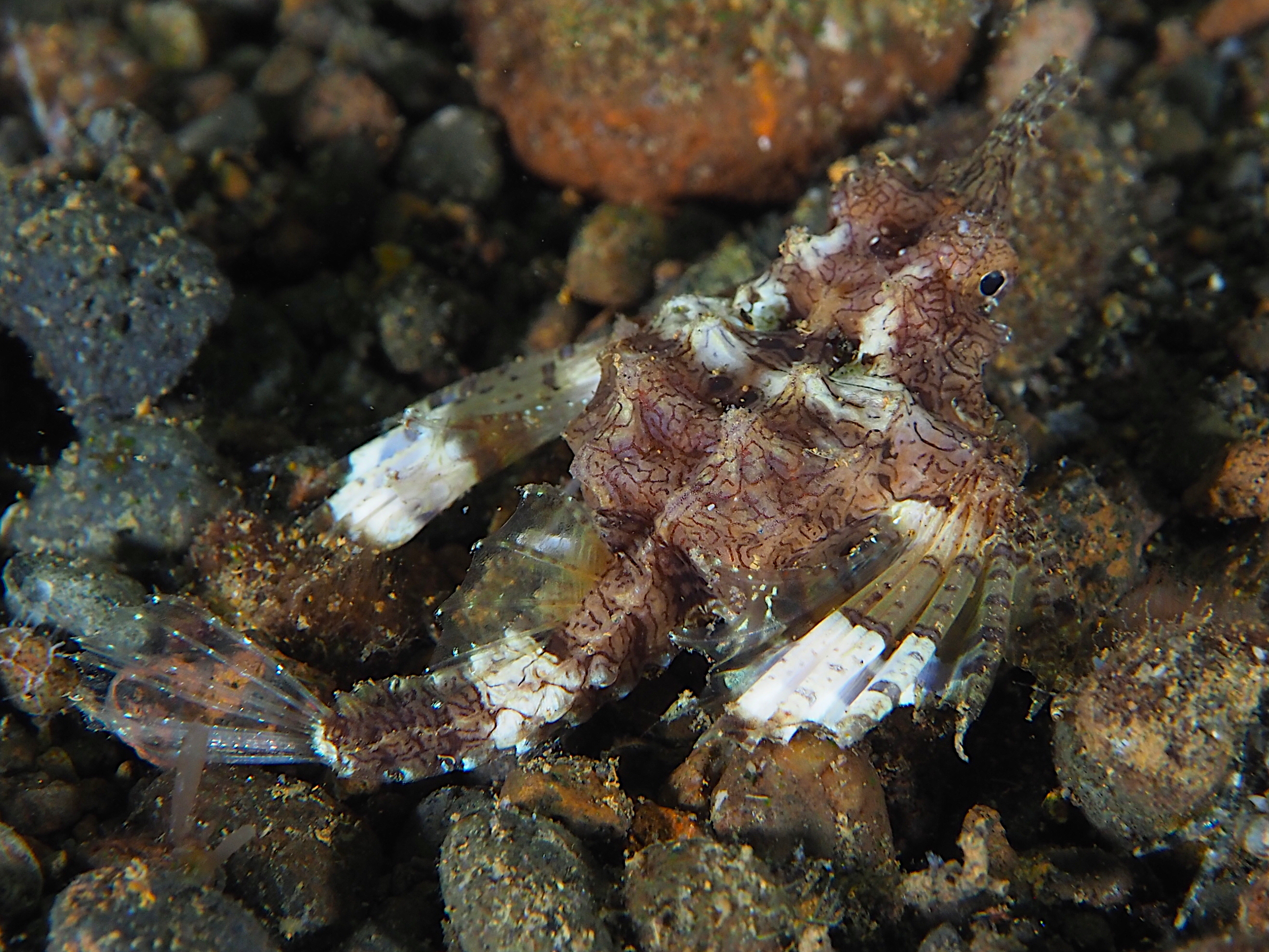 Dragon Sea Moth - Eurypegasus draconis