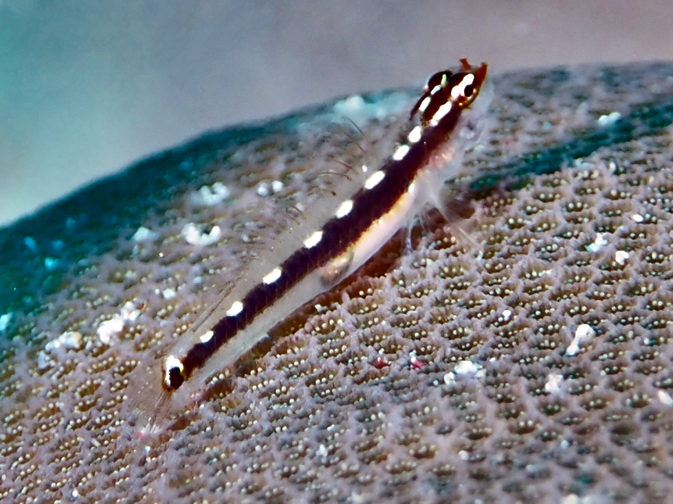 Striped Dwarfgoby - Eviota sebreei
