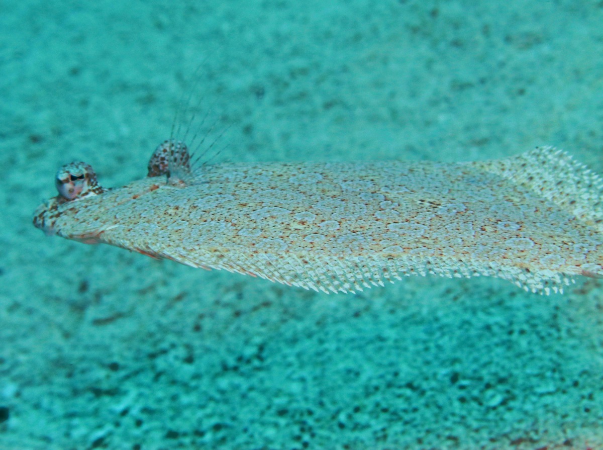 Eyed Flounder - Bothus ocellatus