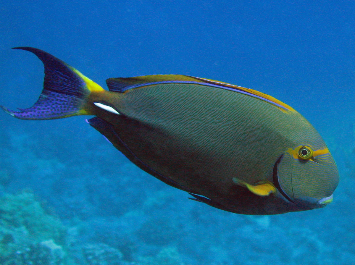 Eyestripe Surgeonfish - Acanthurus dussumieri