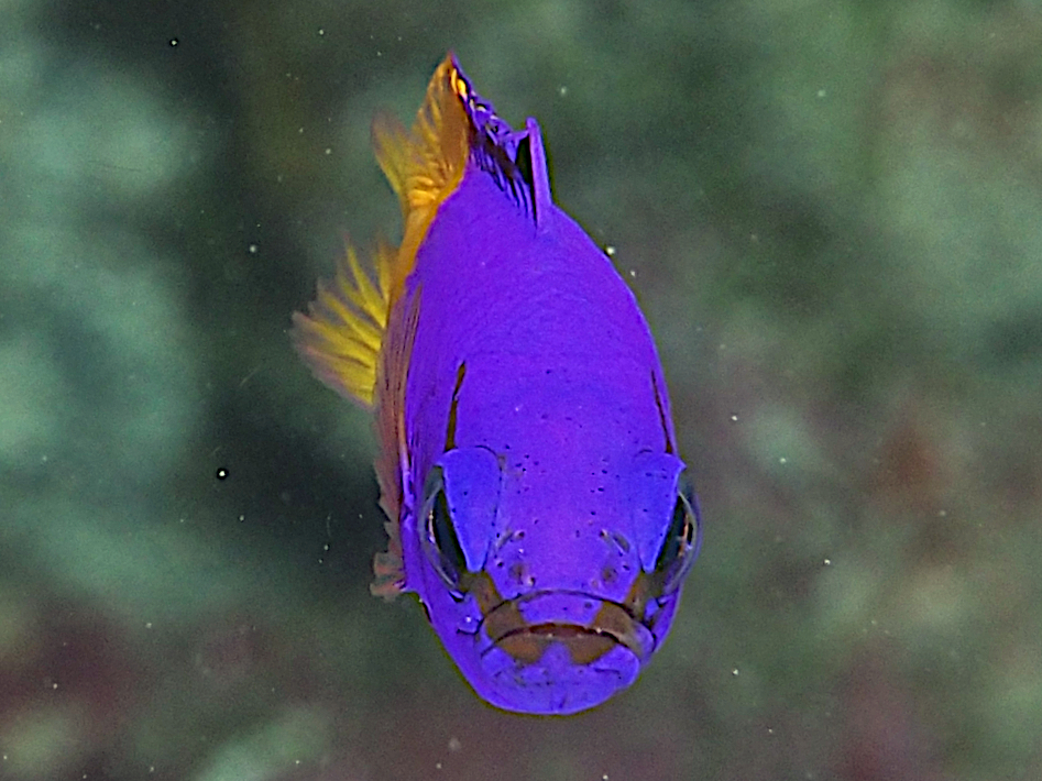 Fairy Basslet - Gramma loreto