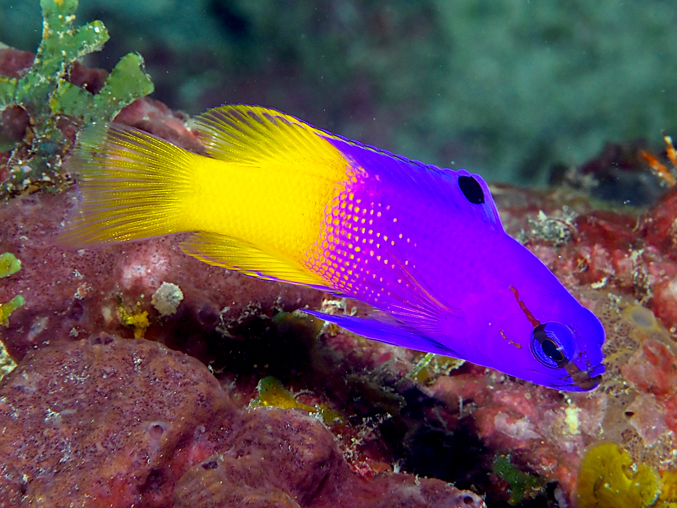 Fairy Basslet - Gramma loreto