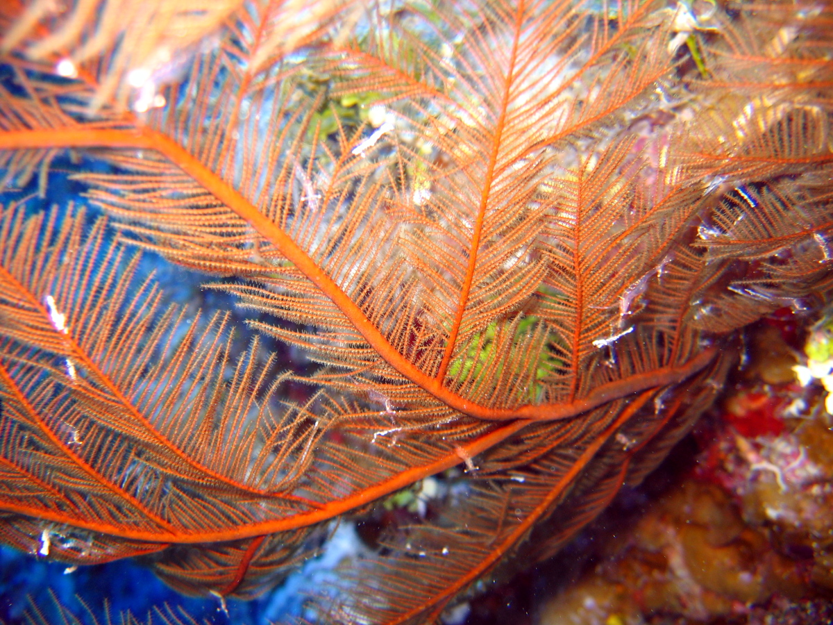 Feather Black Coral - Antipathes pennacea